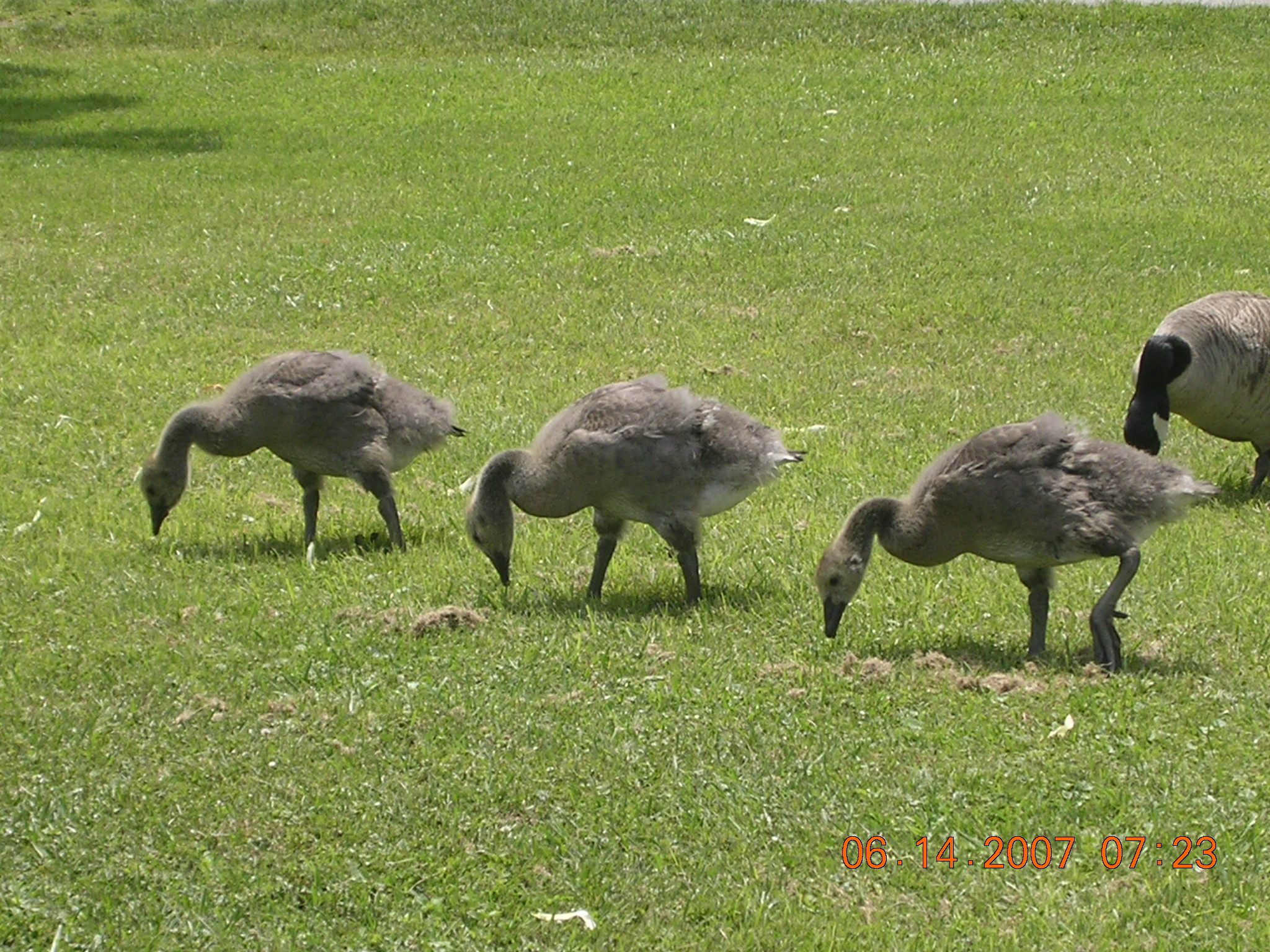 File:Three little goslings.jpg - Wikimedia Commons