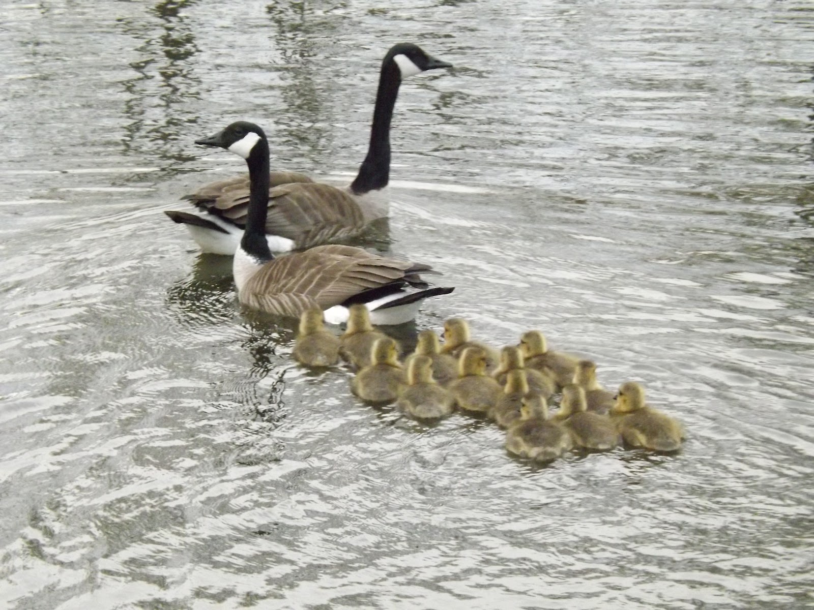 Cutest little baby geese... little goslings, following along! #Geese ...