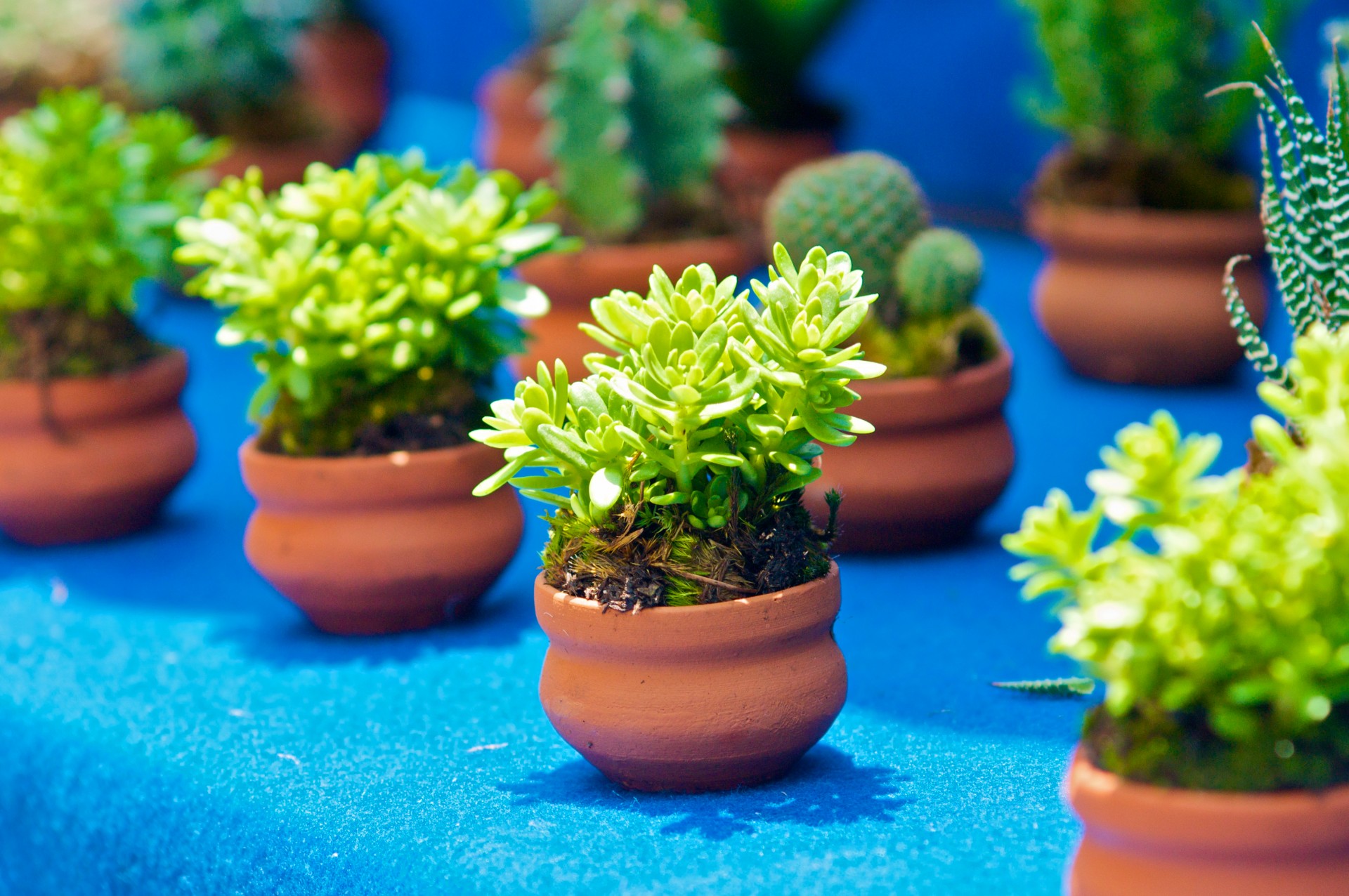 Little Green Plants For Sale Free Stock Photo - Public Domain Pictures