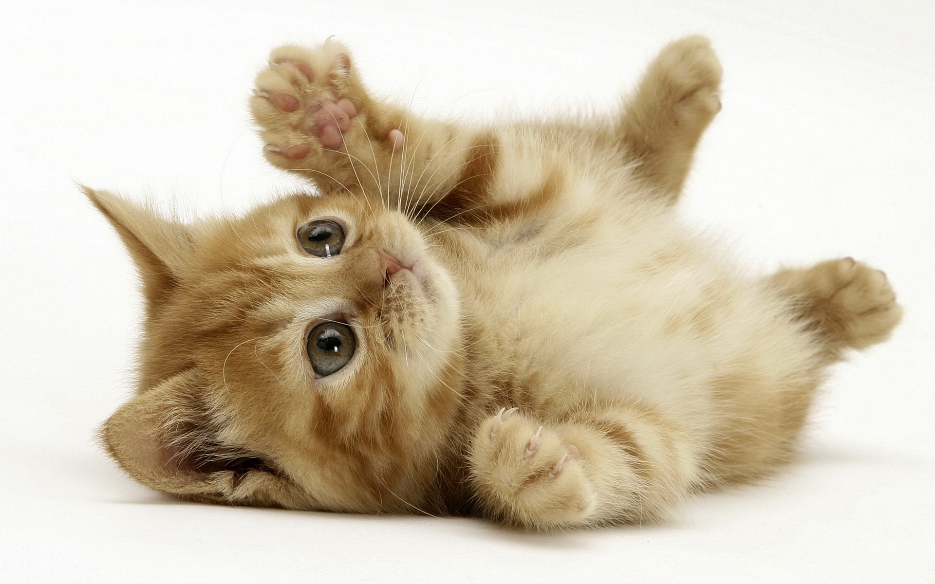 Little kitten wallpapers and images - wallpapers, pictures, photos