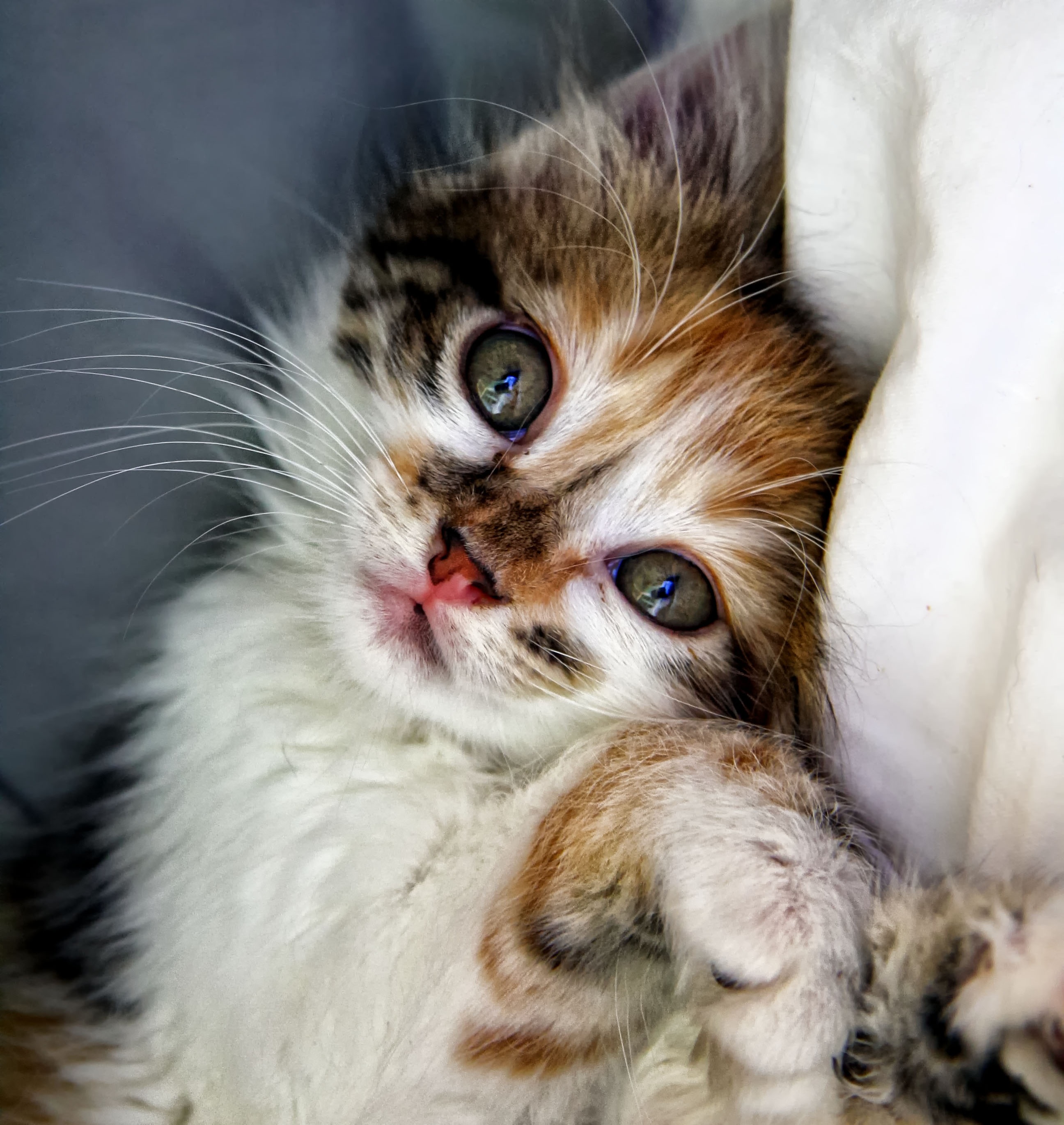 Free Photo of Cute little Kitten