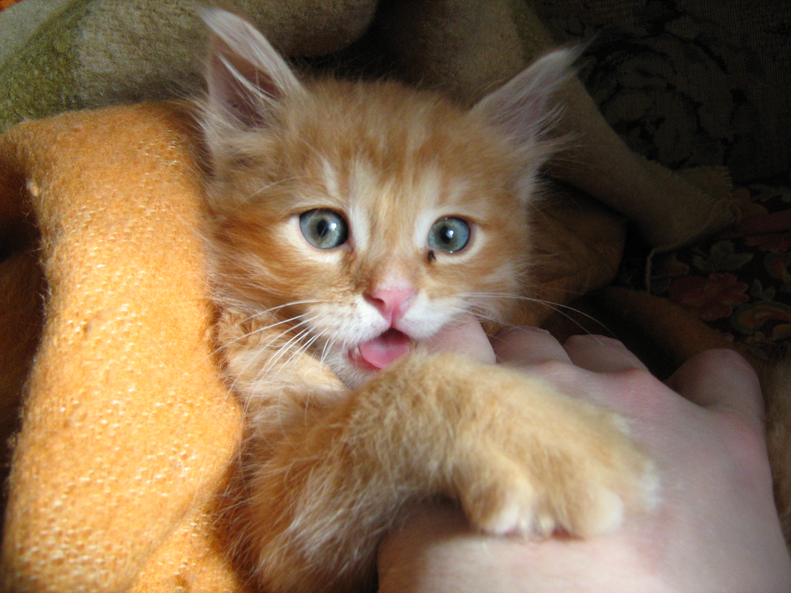 File:Little kitten.jpg - Wikimedia Commons
