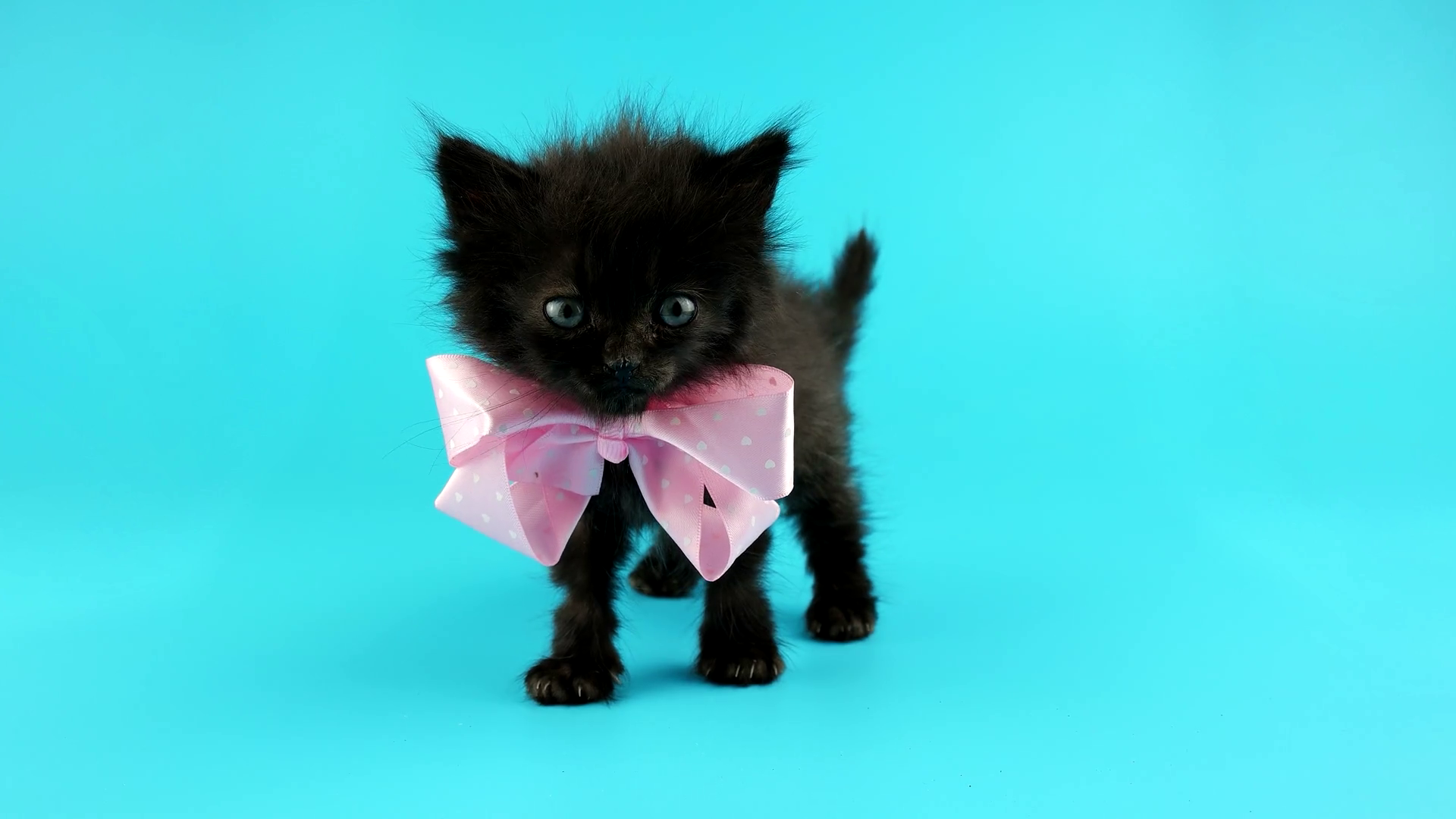 Two cute little kittens with bows, looking around, ready for chroma ...
