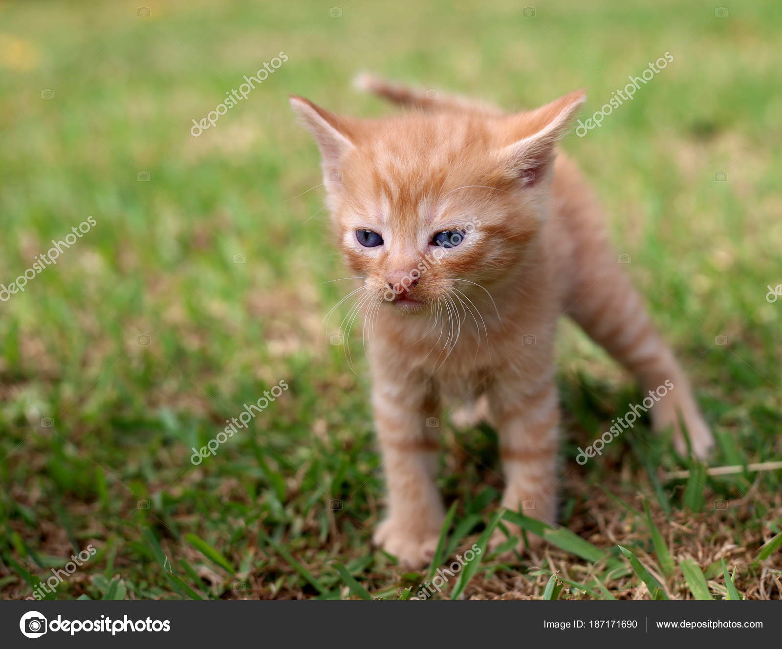 Little Kitten Concentrating Gazing Intently — Stock Photo © micut ...