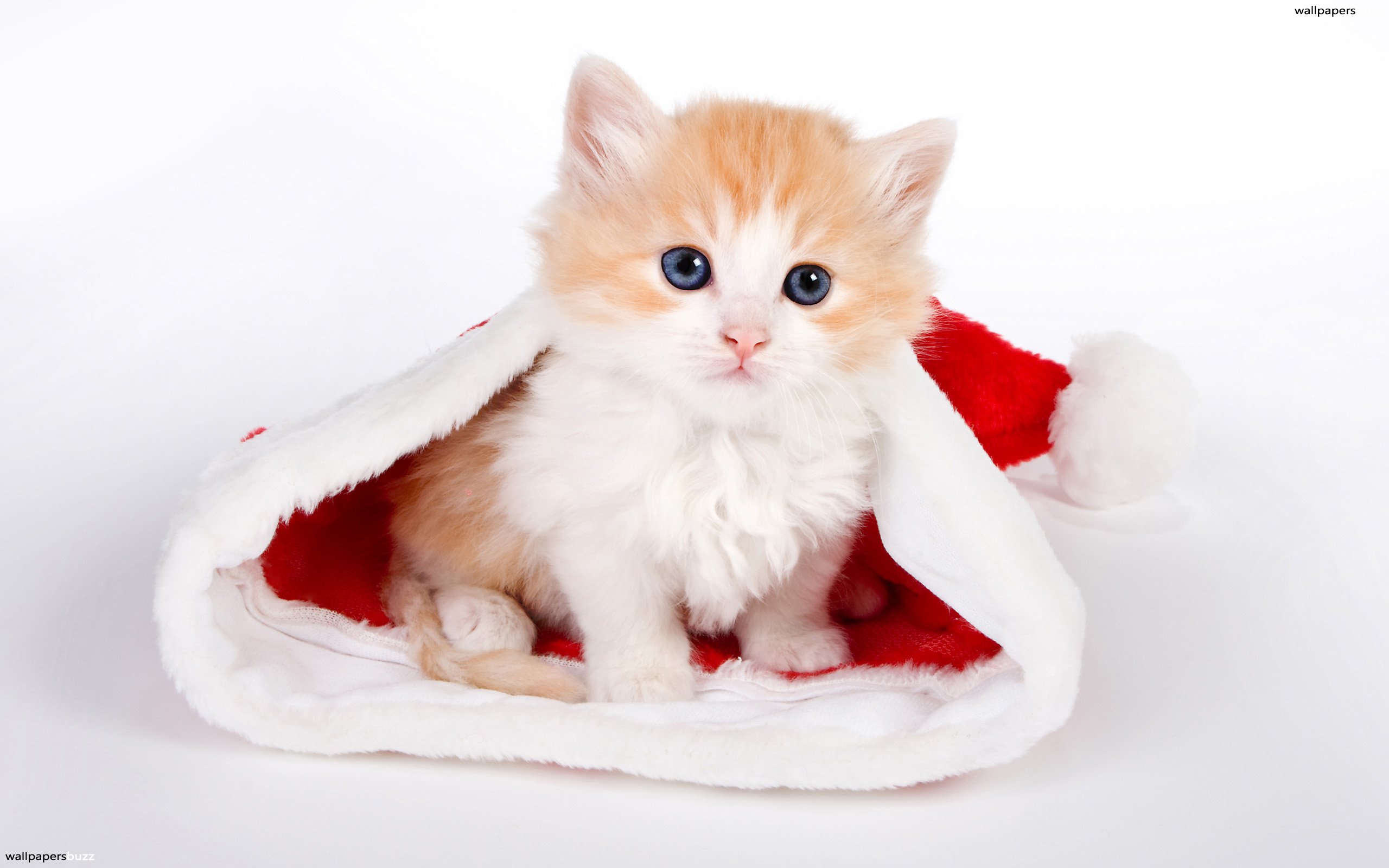 Little kitten in Santa's hat HD Wallpaper