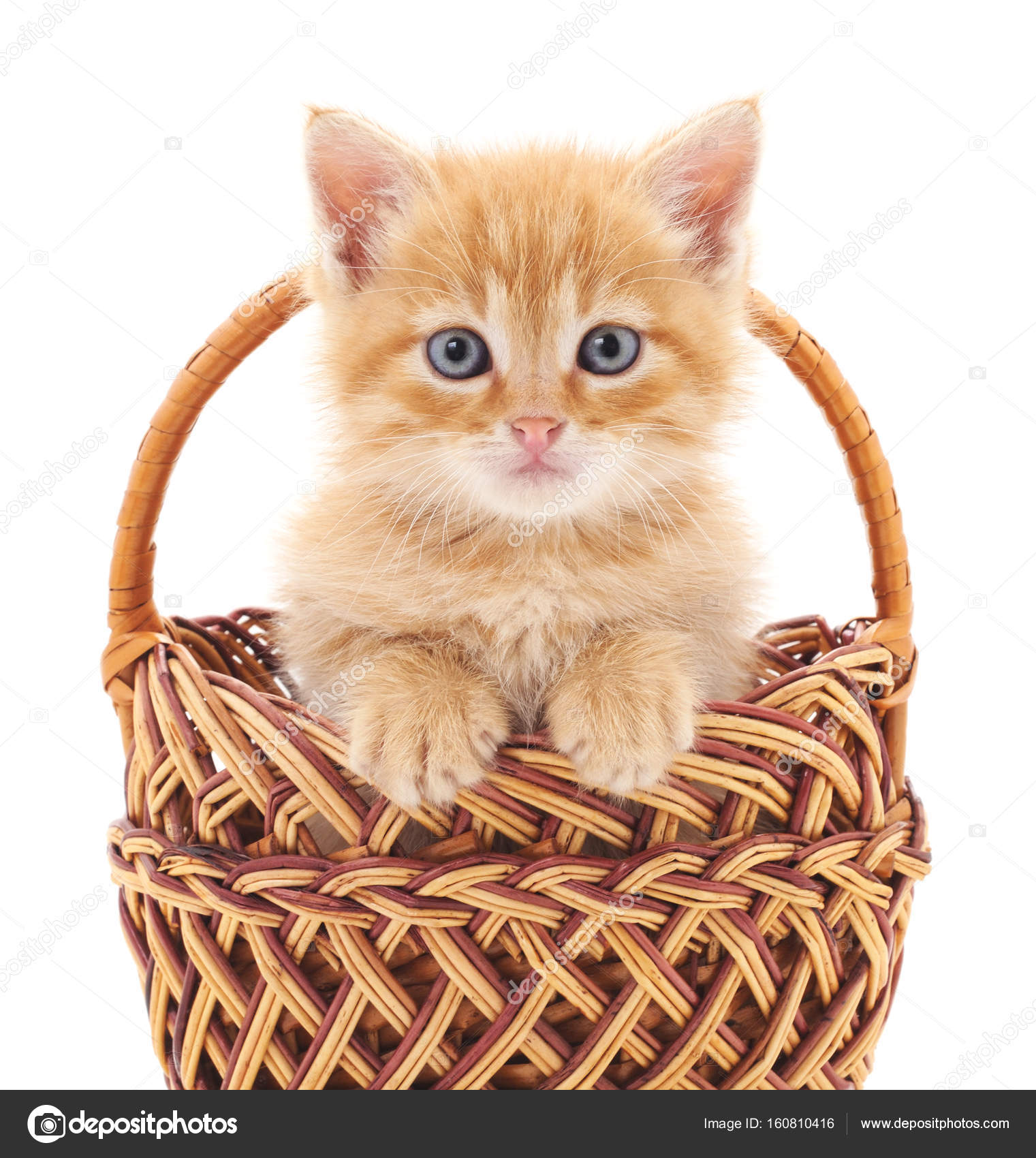Little kitten in the basket. — Stock Photo © Voren1 #160810416
