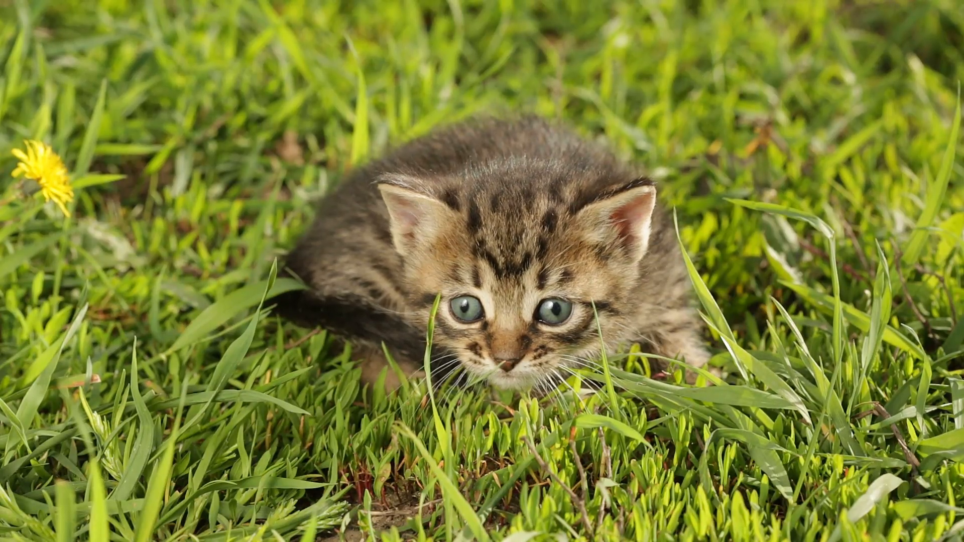 Little kitten playing on the grass close up Stock Video Footage ...