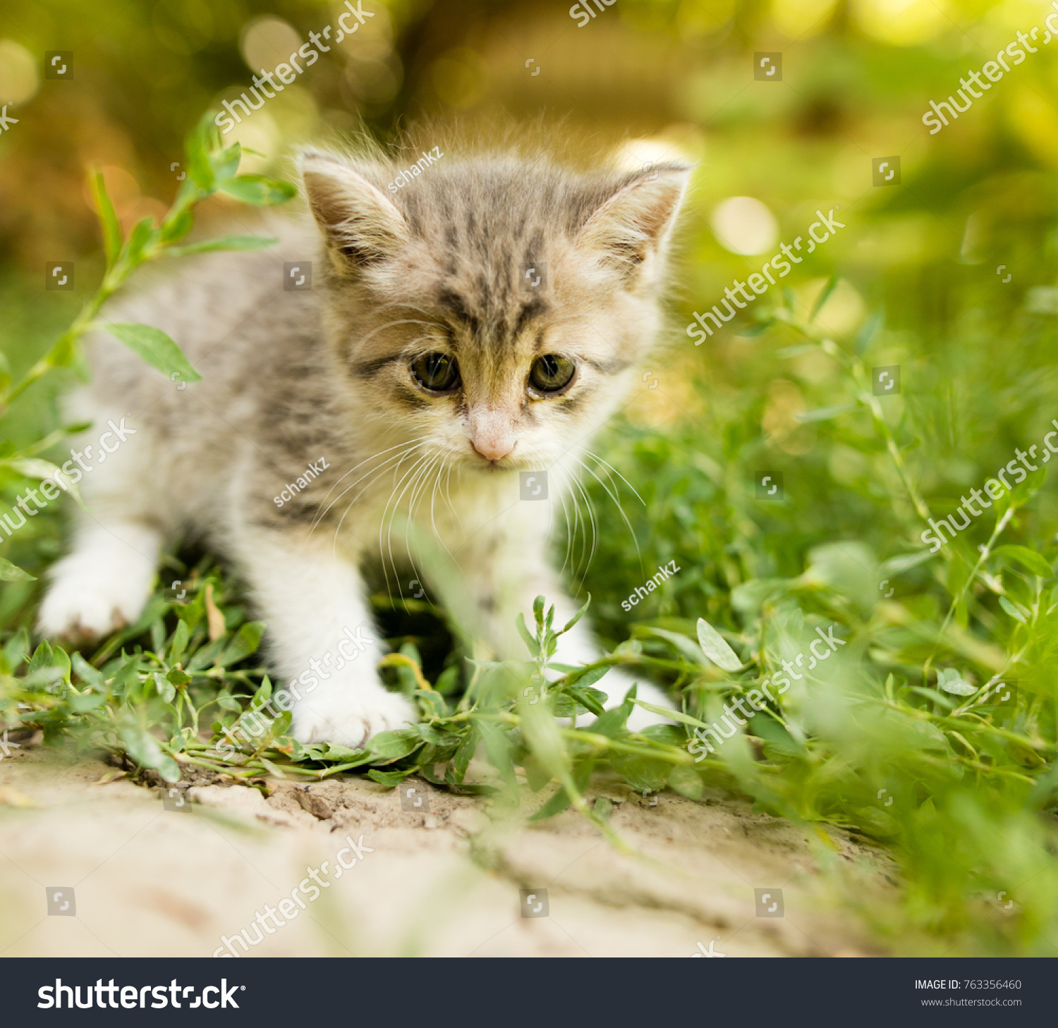 Little Kitten Walking Green Grass Outdoors Stock Photo (Royalty Free ...
