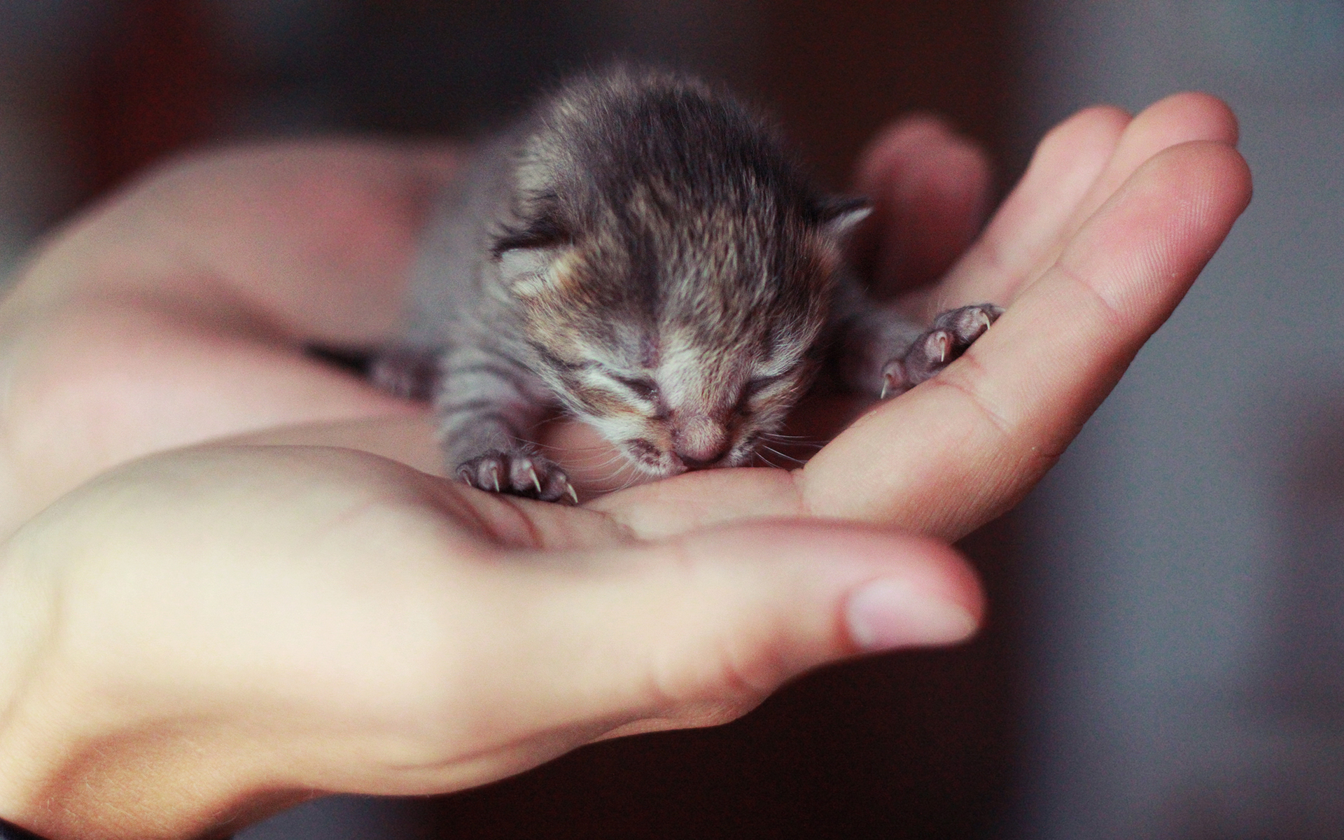Cute little kitten #6918577