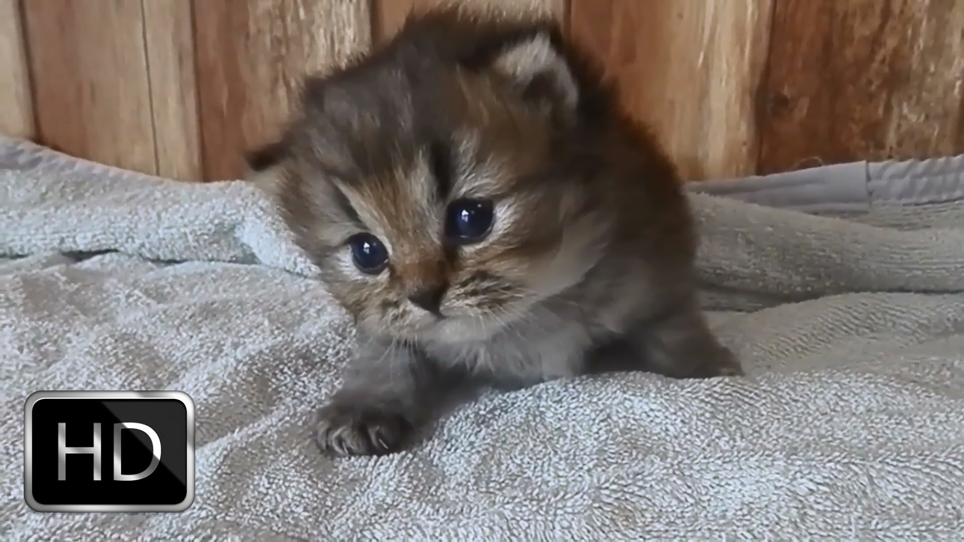 Little Kitten Meowing ( Very Adorable) - YouTube