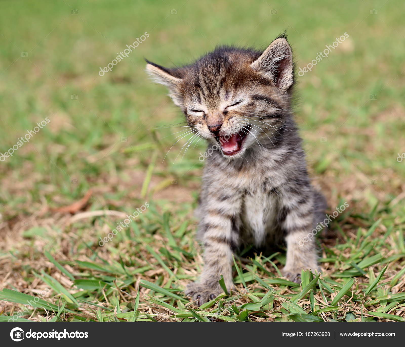 Little Kitten Trying Find His Inner Lion — Stock Photo © micut ...