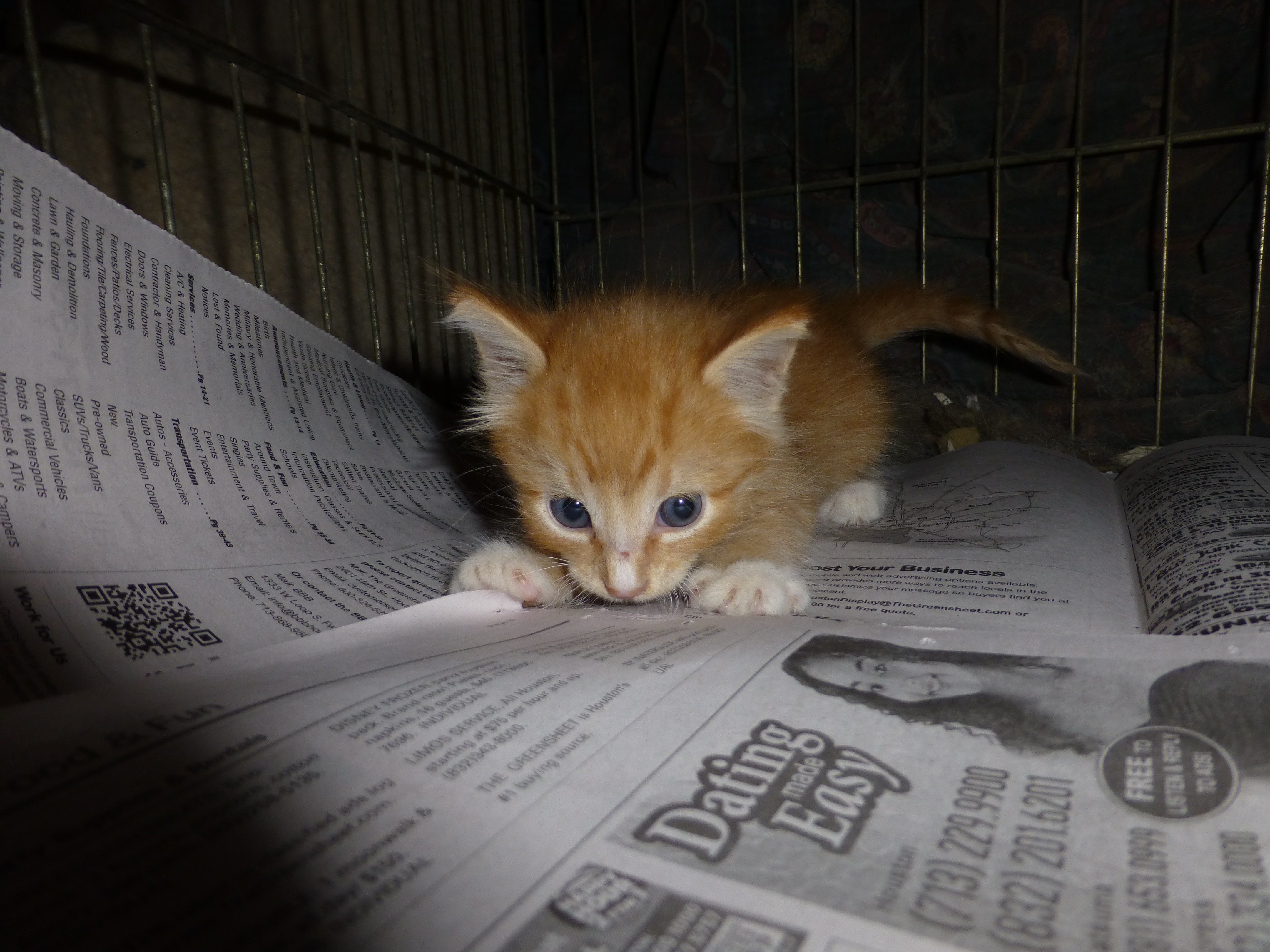 Spice, a little orange kitten has joined an all-dog rescue with no fear.