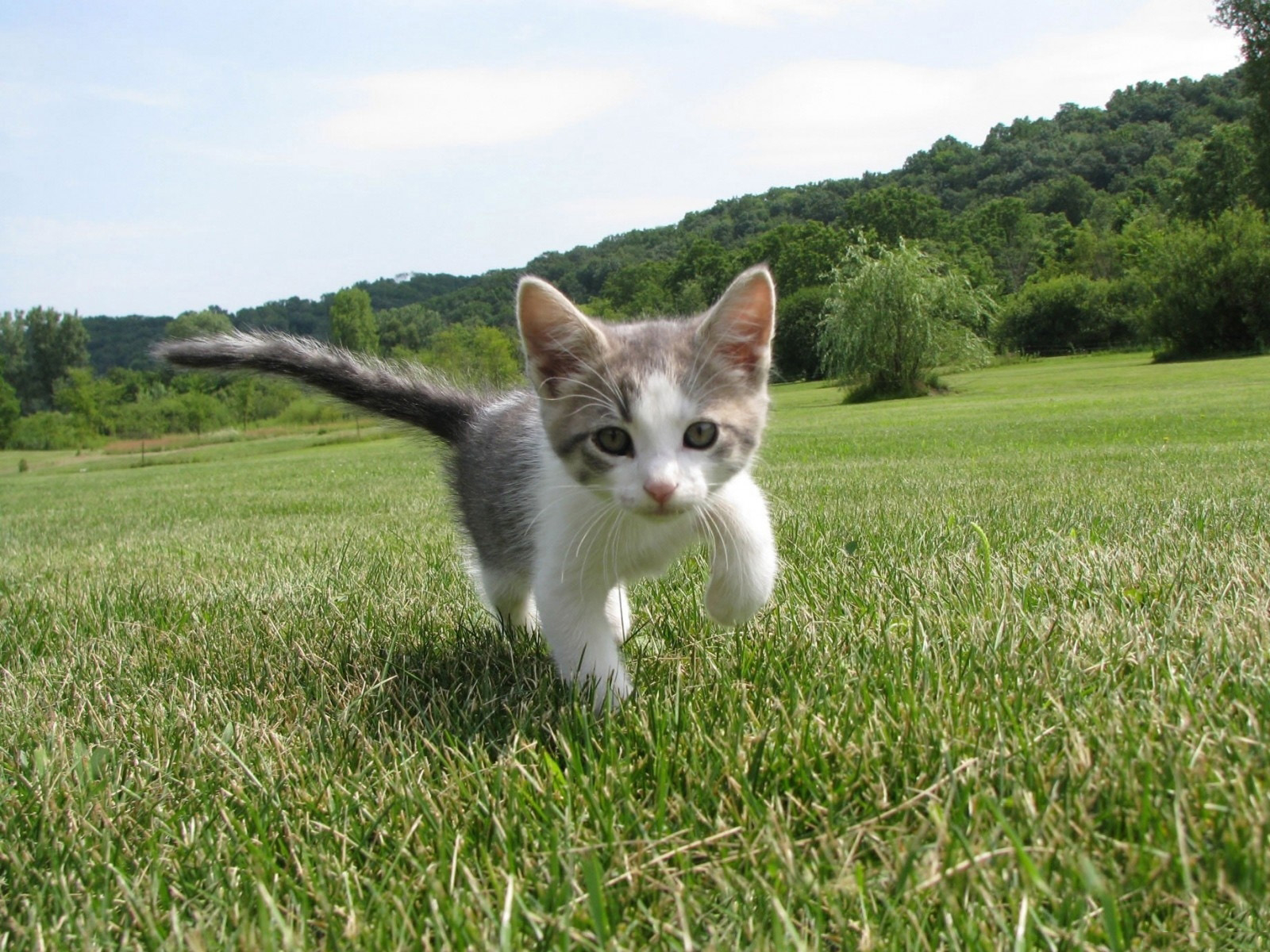 Free Wallpapers - cute little kitten on the grass wallpaper