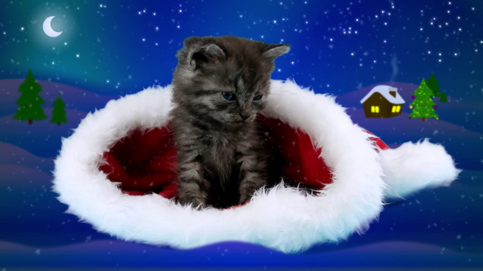 Very cute little kitten puts tenderly his paw, sitting in Santa ...