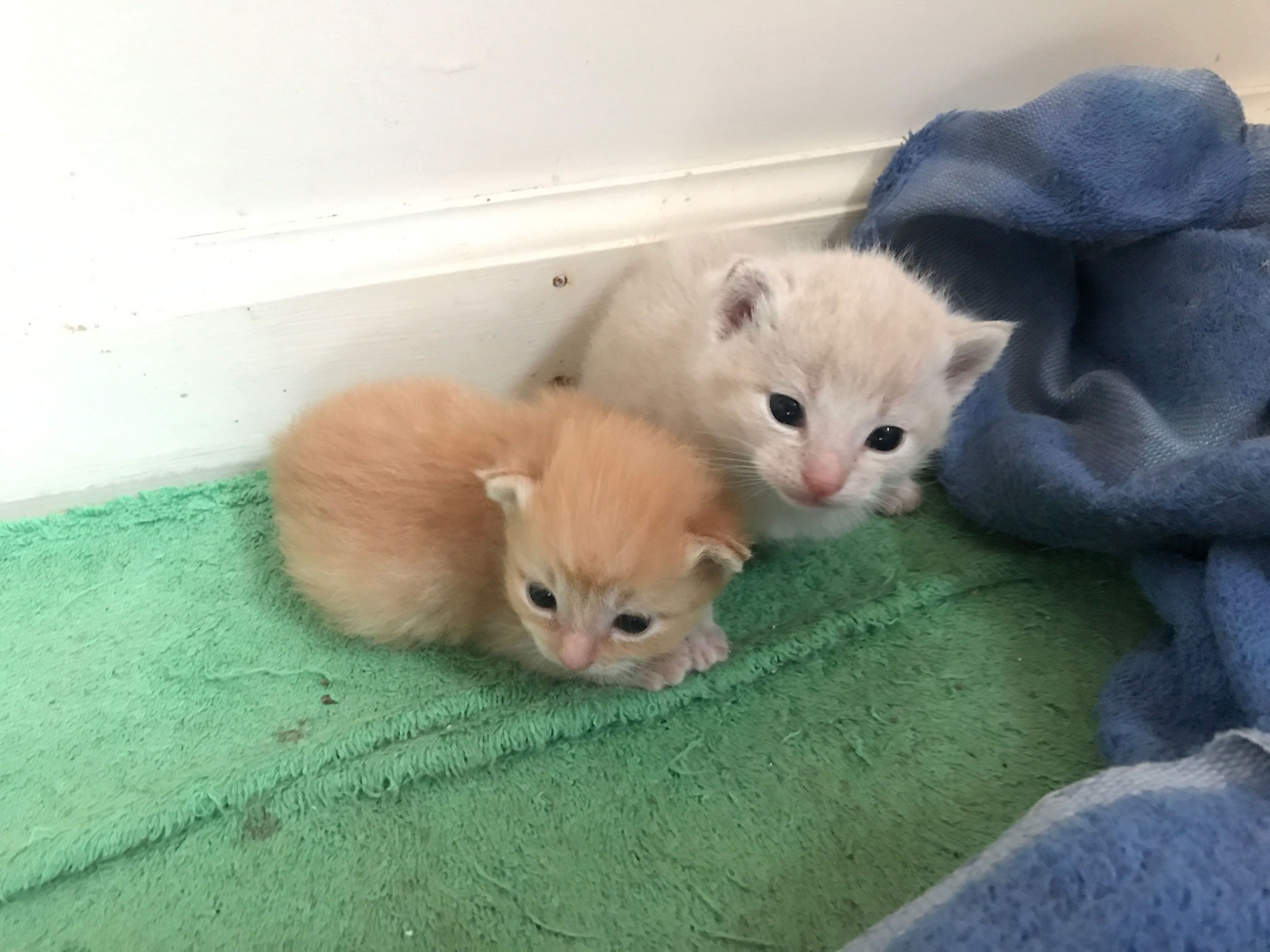 Mommy cat gave birth these two adorable cute little kittens | Birth ...