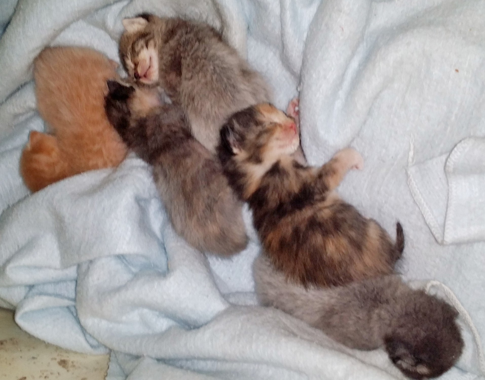 Five little kittens sleeping in a row — Weasyl