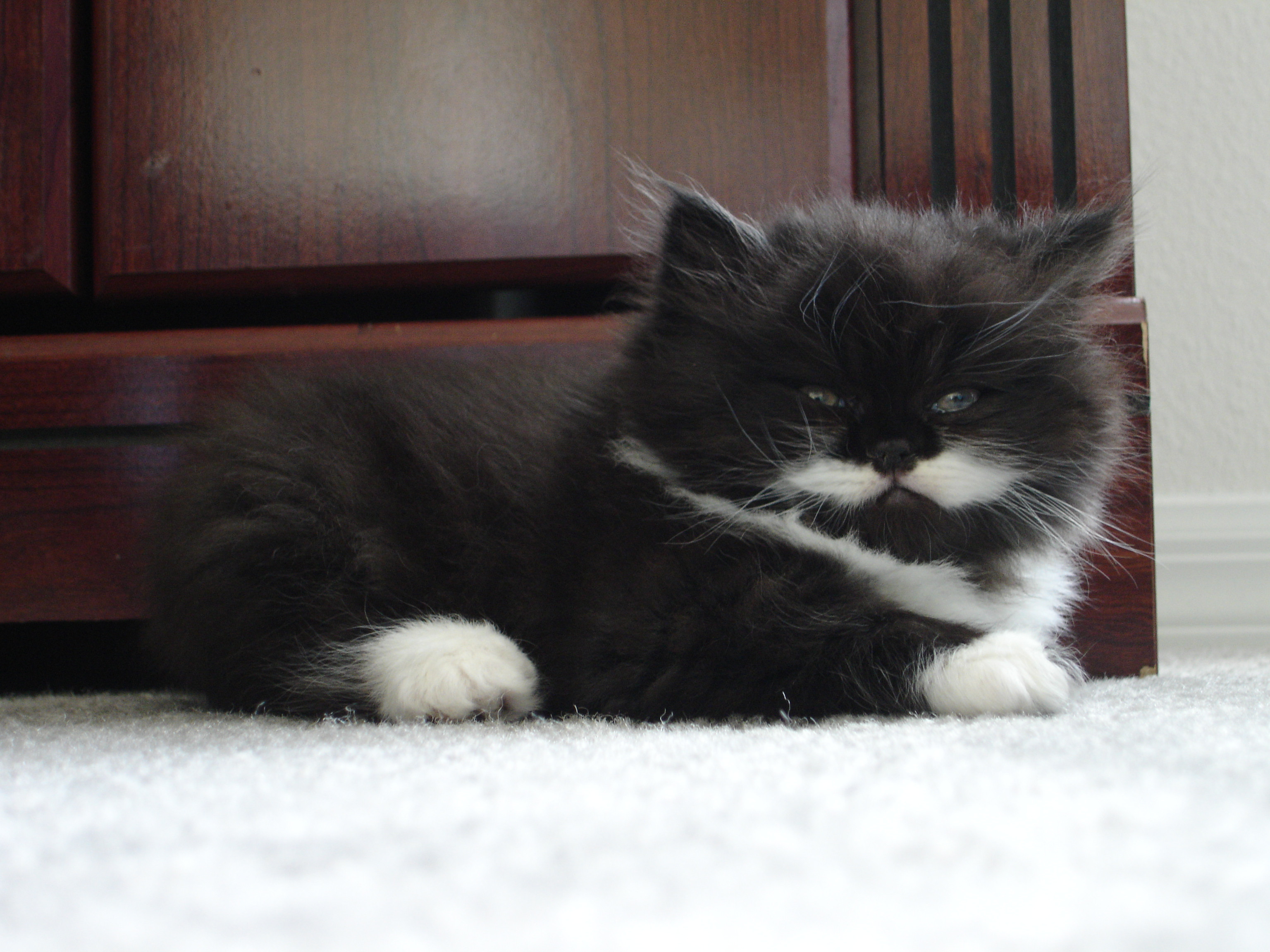 Little kitten, little moustache. - Imgur