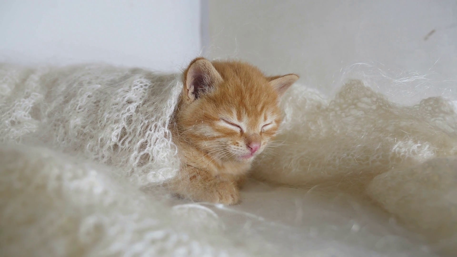redhead little kitten cat asleep wrapped in knitted shawl downy ...