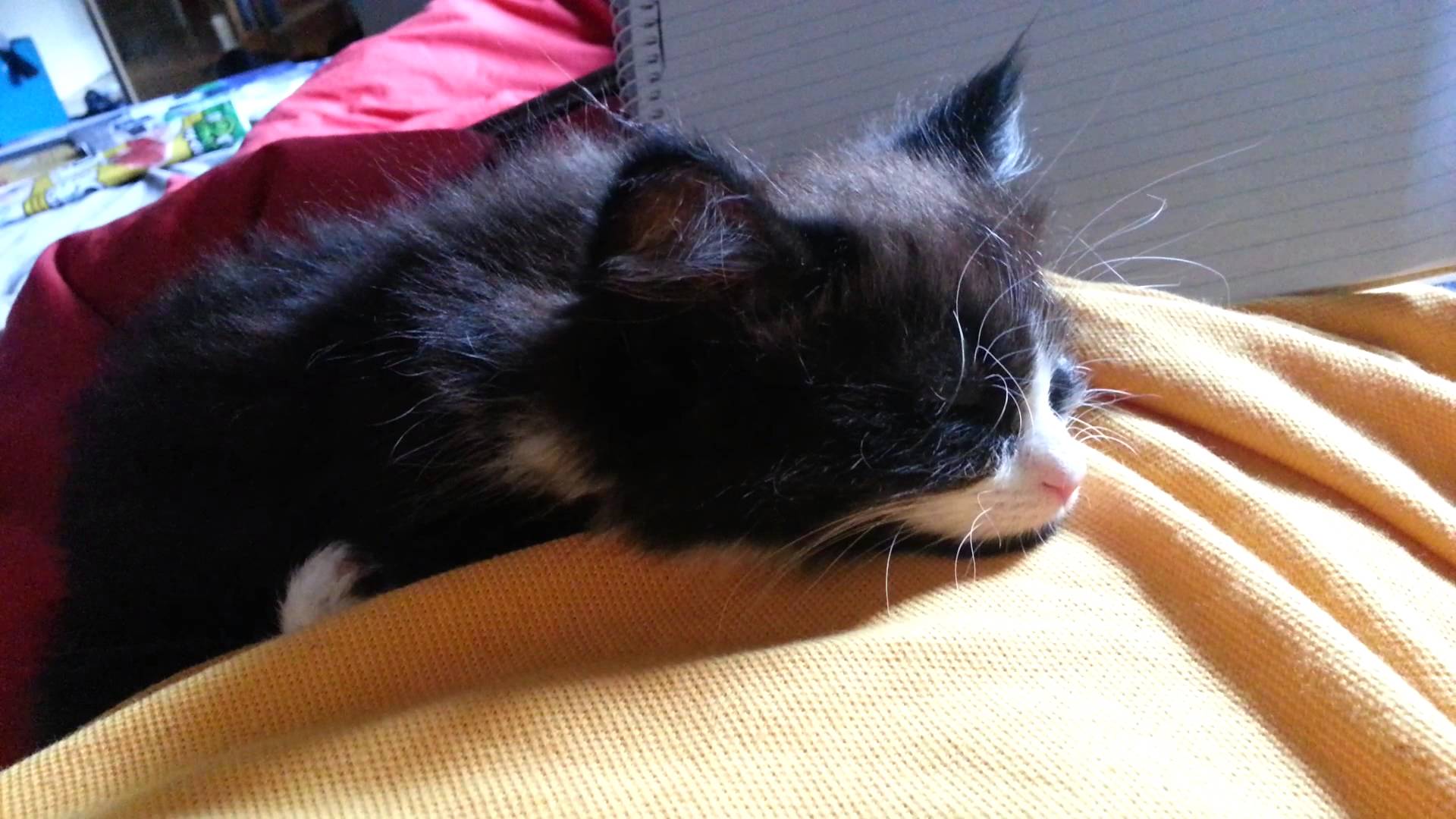 Little Kitten Snoring - YouTube