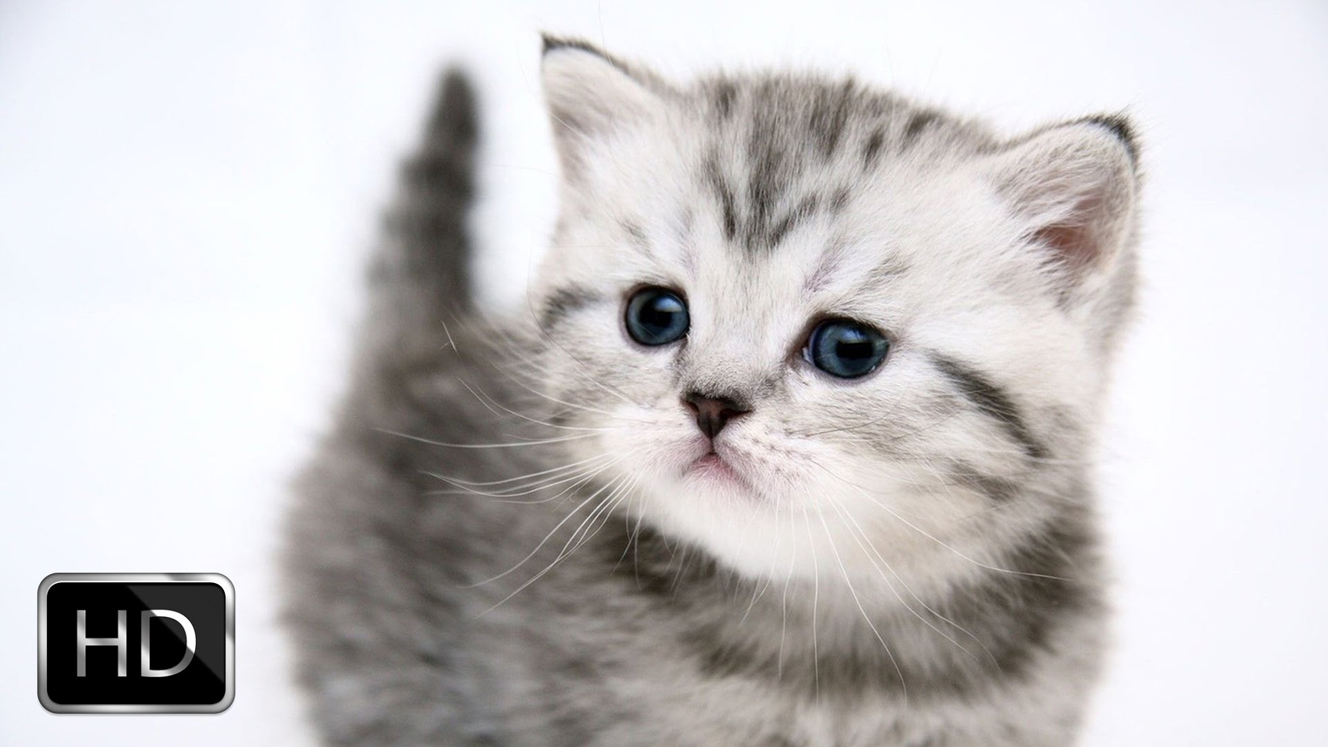 Cute Little Kitten Exploring New Home - YouTube