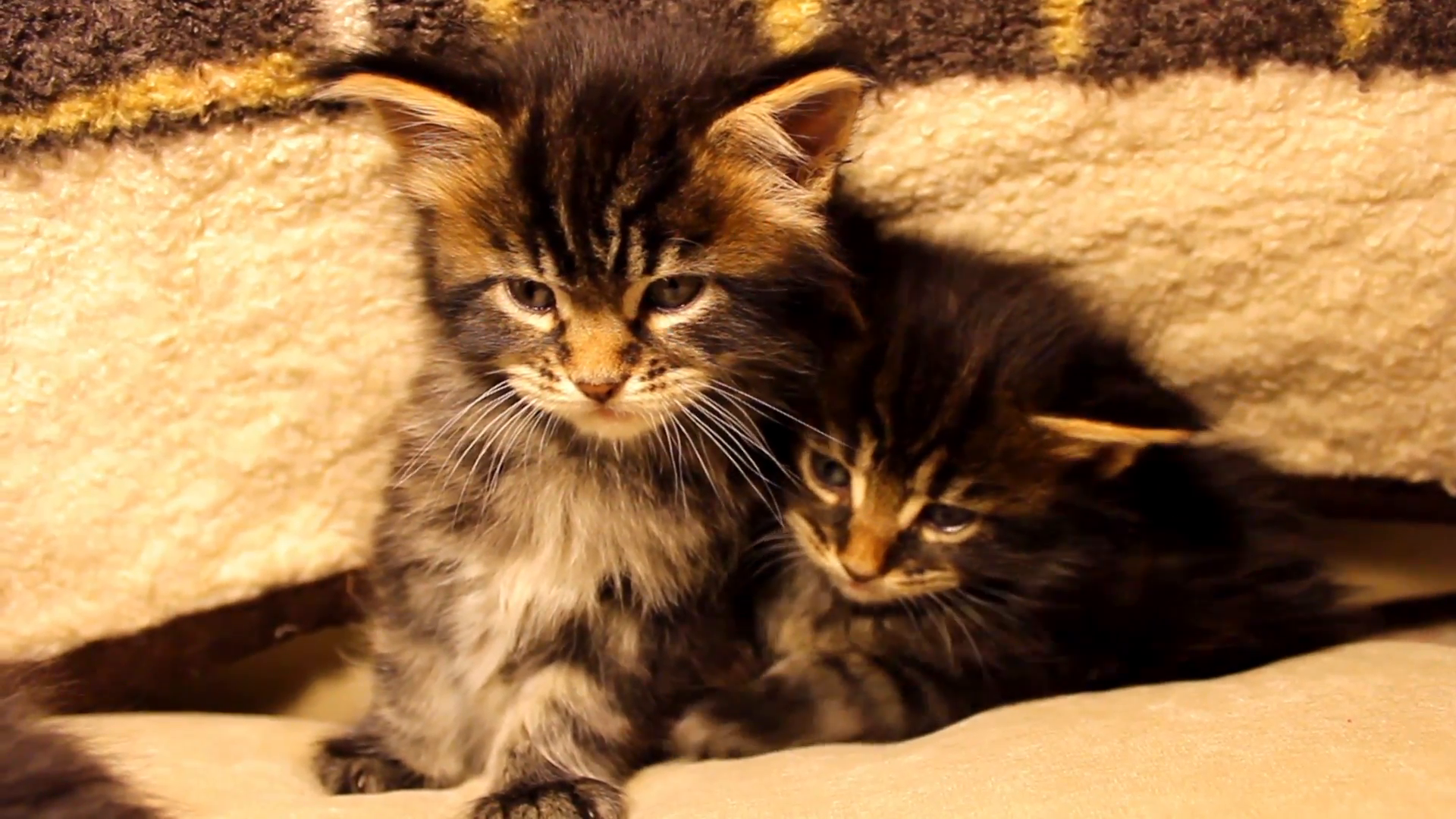 Funny little kittens Maine Coon Stock Video Footage - VideoBlocks