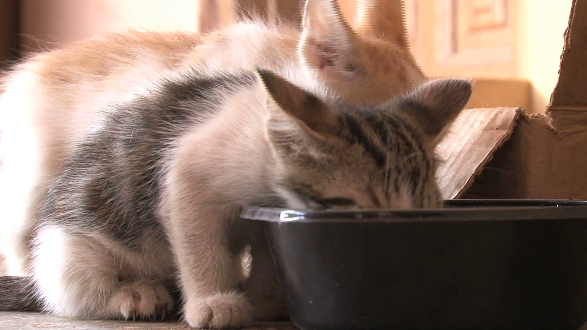 Little kittens drinking water Stock Video Footage - VideoBlocks