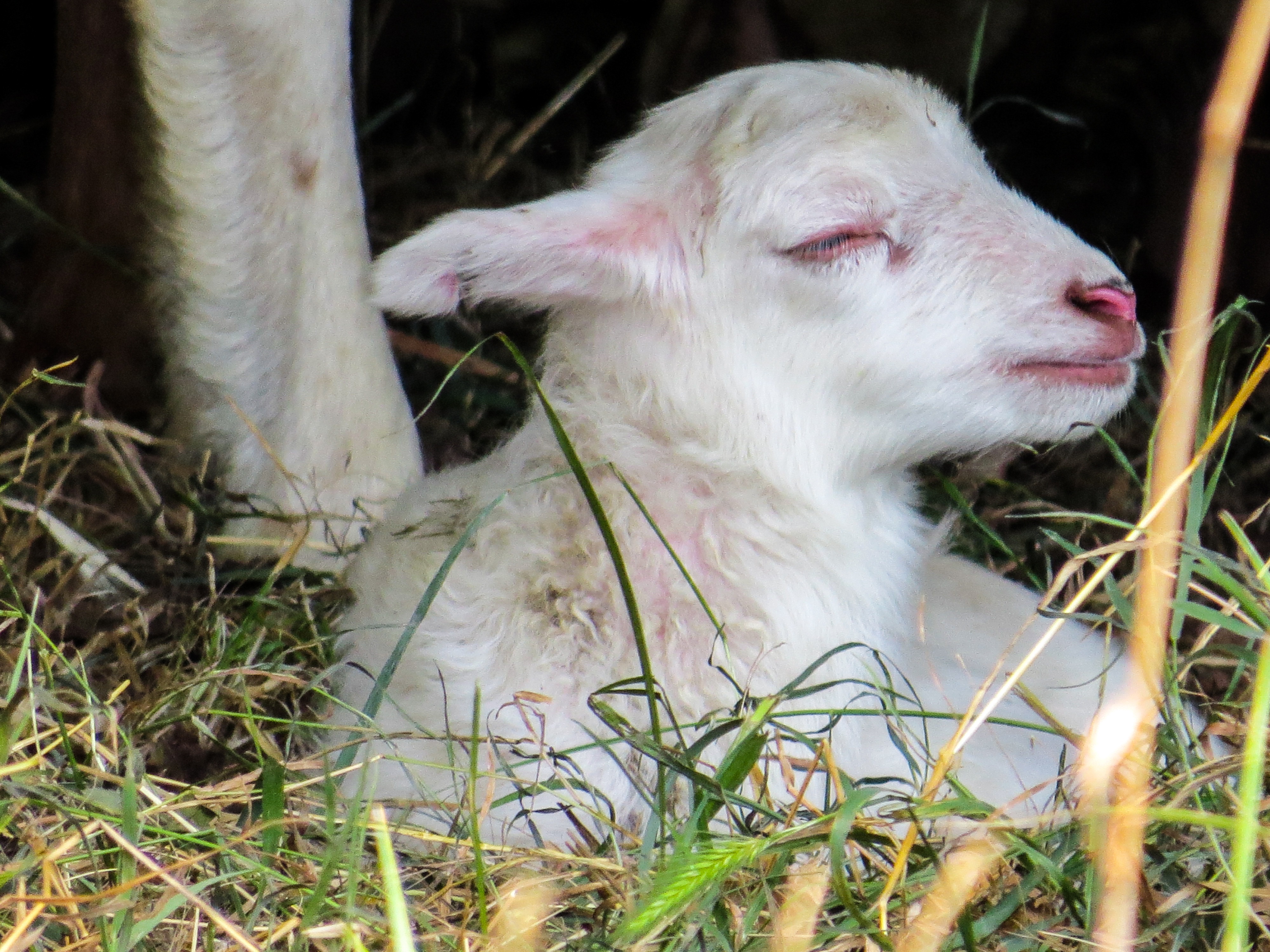 Little lamb photo