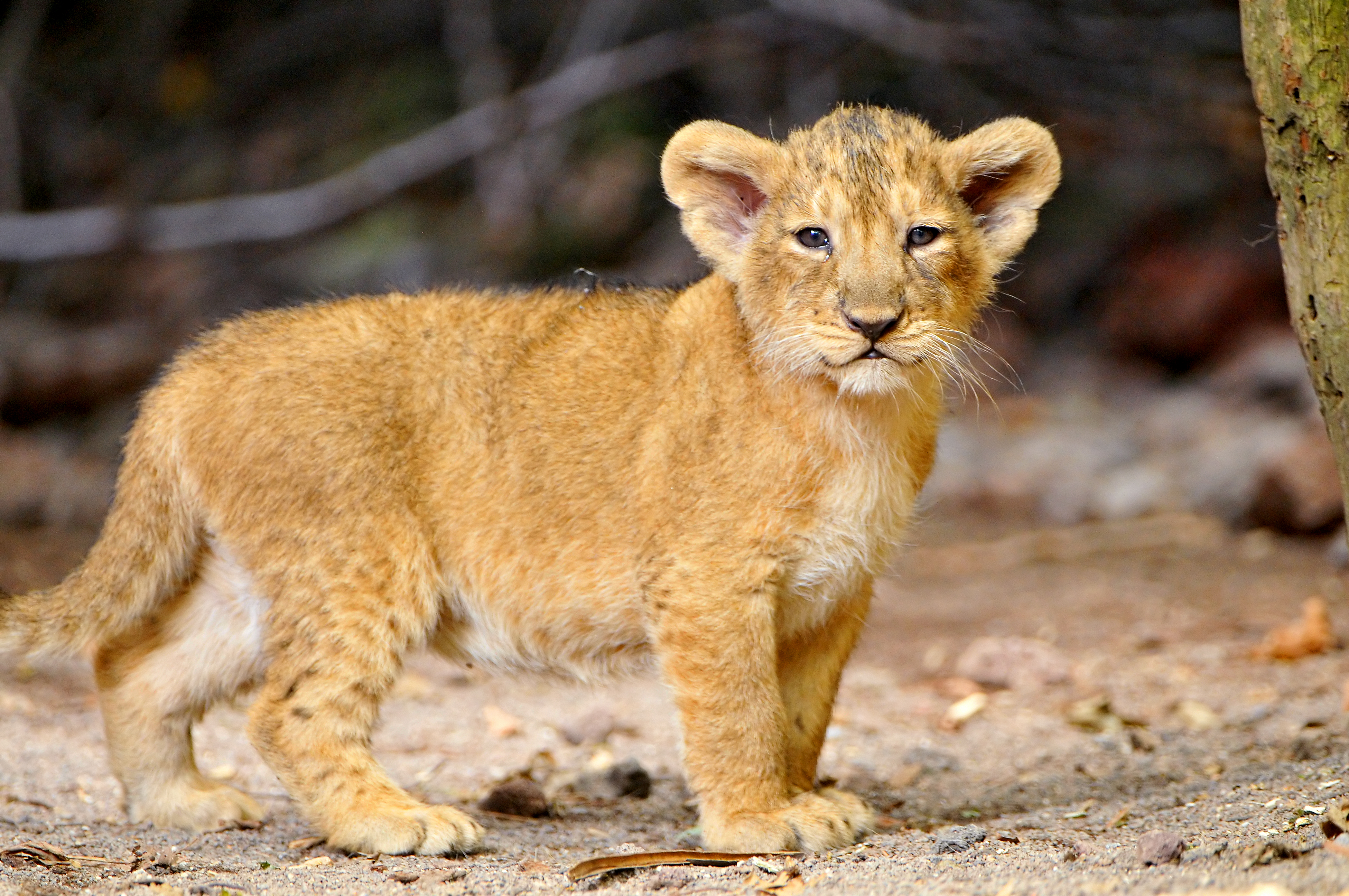 That's a cute little lion cub! | Lion cub, Lions and Animal