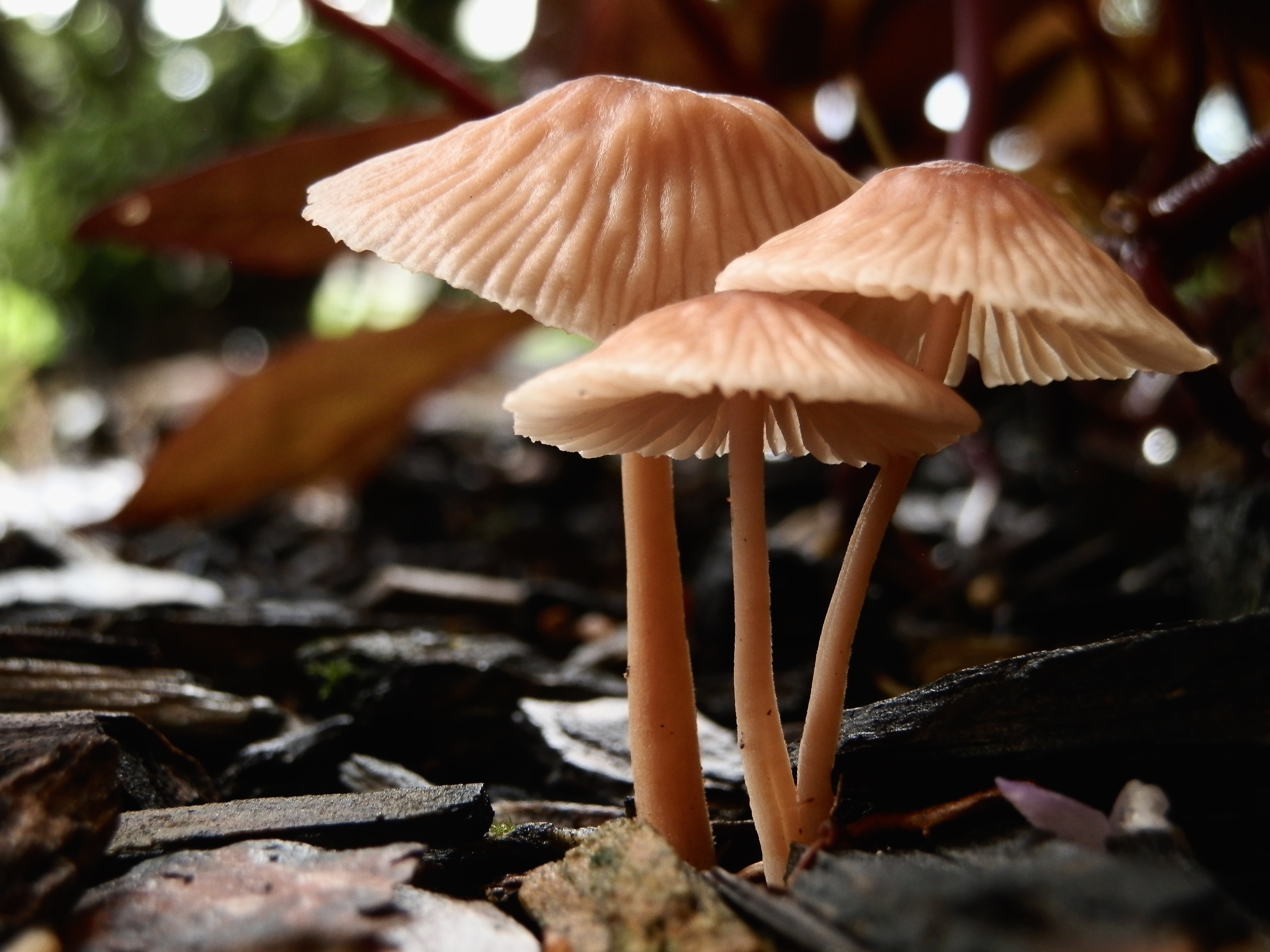 Little mushroom. Городские грибы. Маленький гриб новелла little Mushroom. Little Mushroom лиственница. Необычные заставки на рабочий стол компьютера.