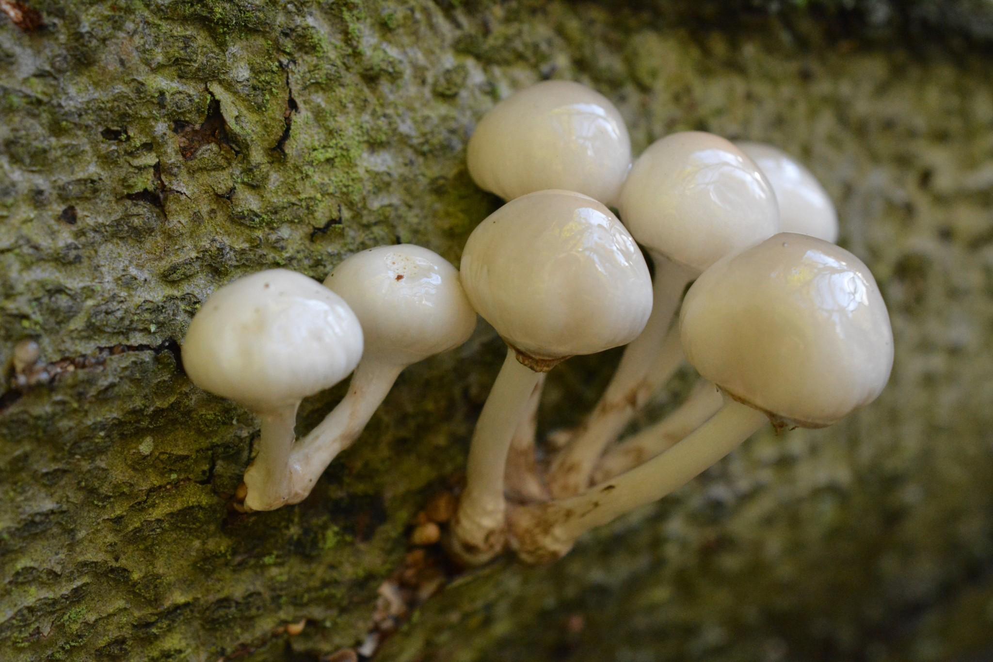 Gloopy little mushrooms growing on a fallen tree; Epping Forest ...