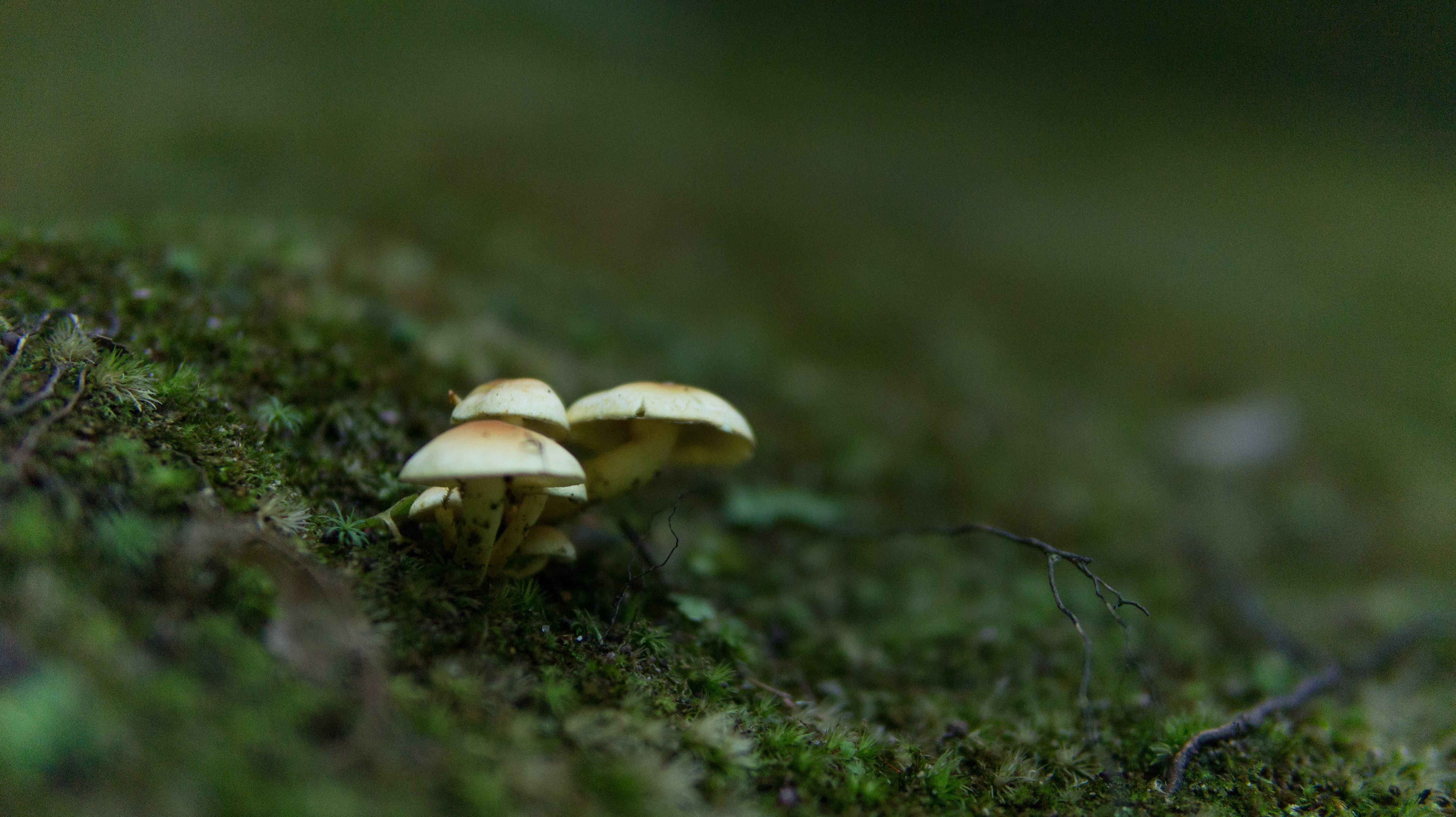 Happy little Mushrooms in Kyoto - Album on Imgur