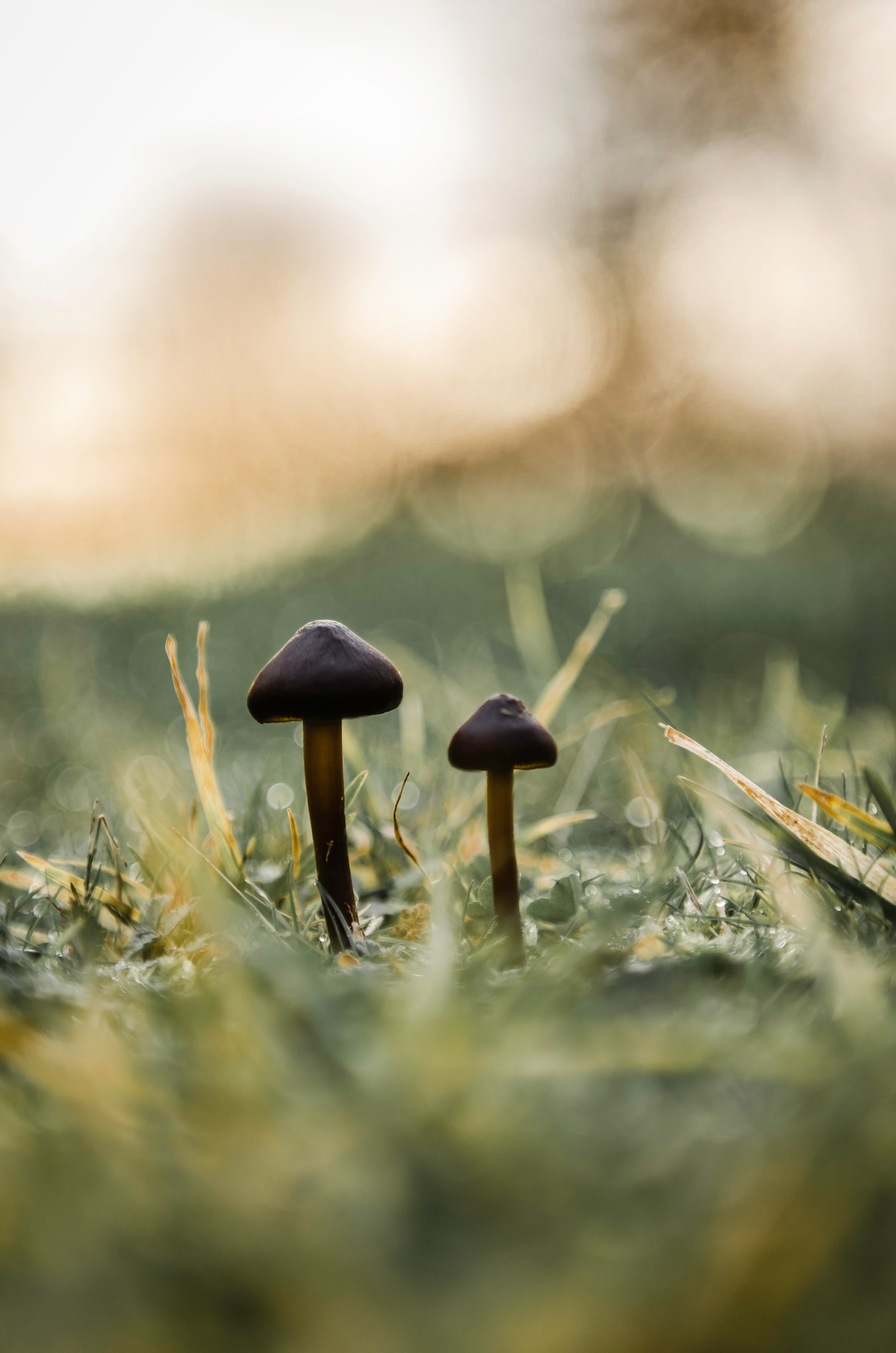 Little Mushrooms, Brother, Friend, Green, Little, HQ Photo