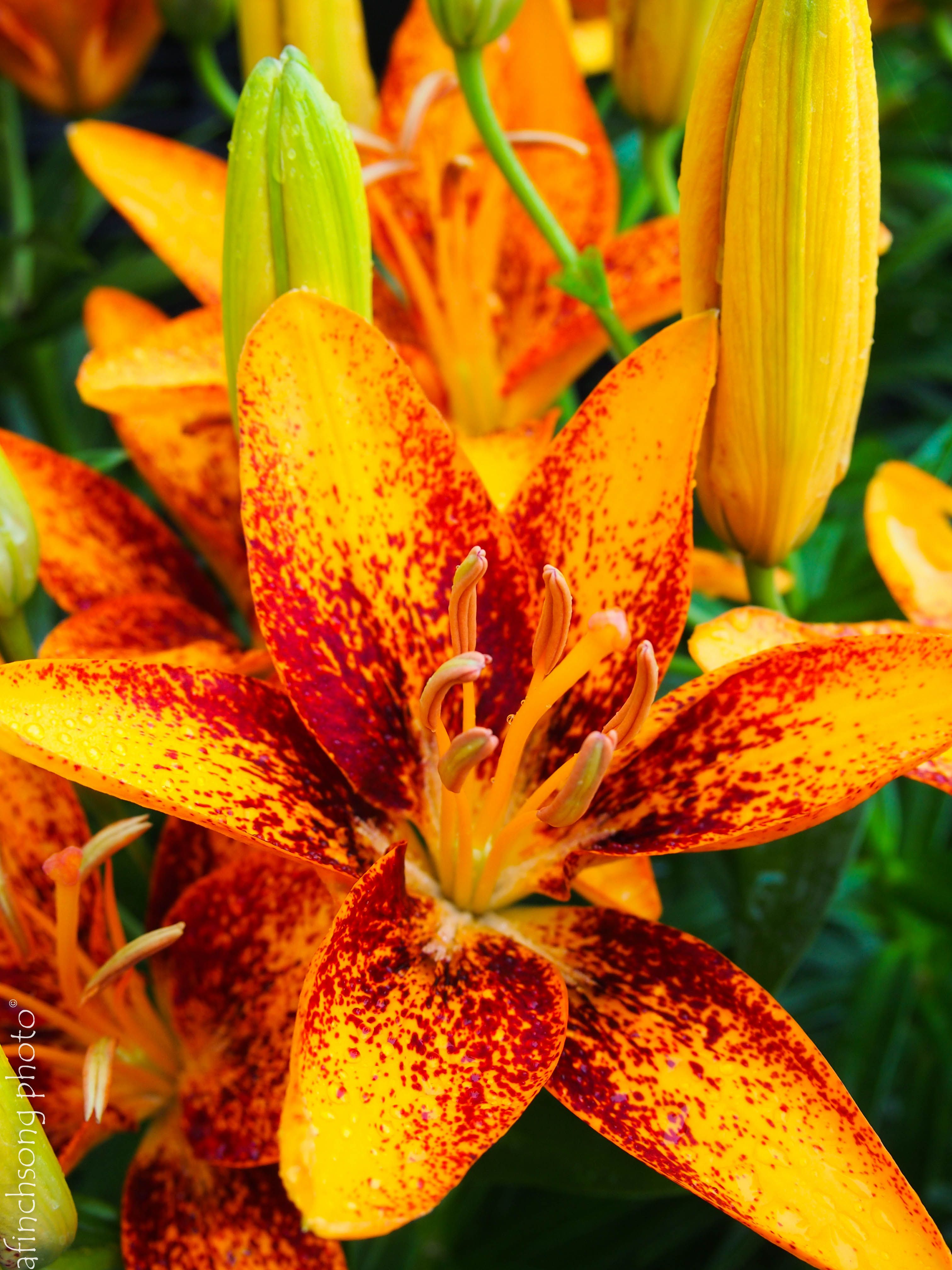 Asiatic Lily Tiny Orange Sensation | Perennials | Pinterest ...
