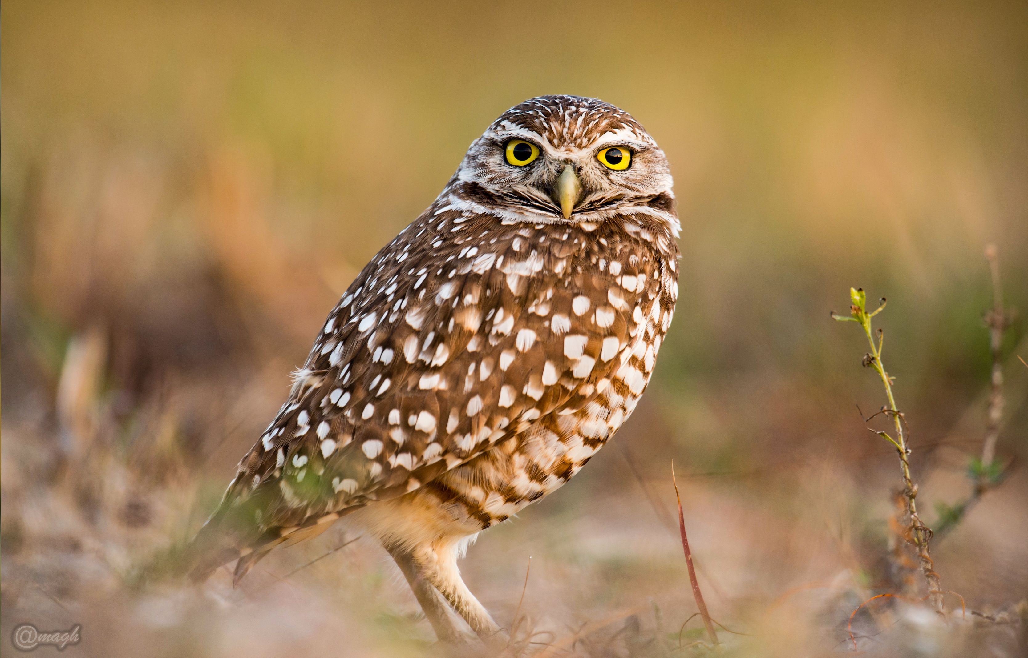 The Little Owl (Athene noctua) In Human Culture And Sains — Steemit