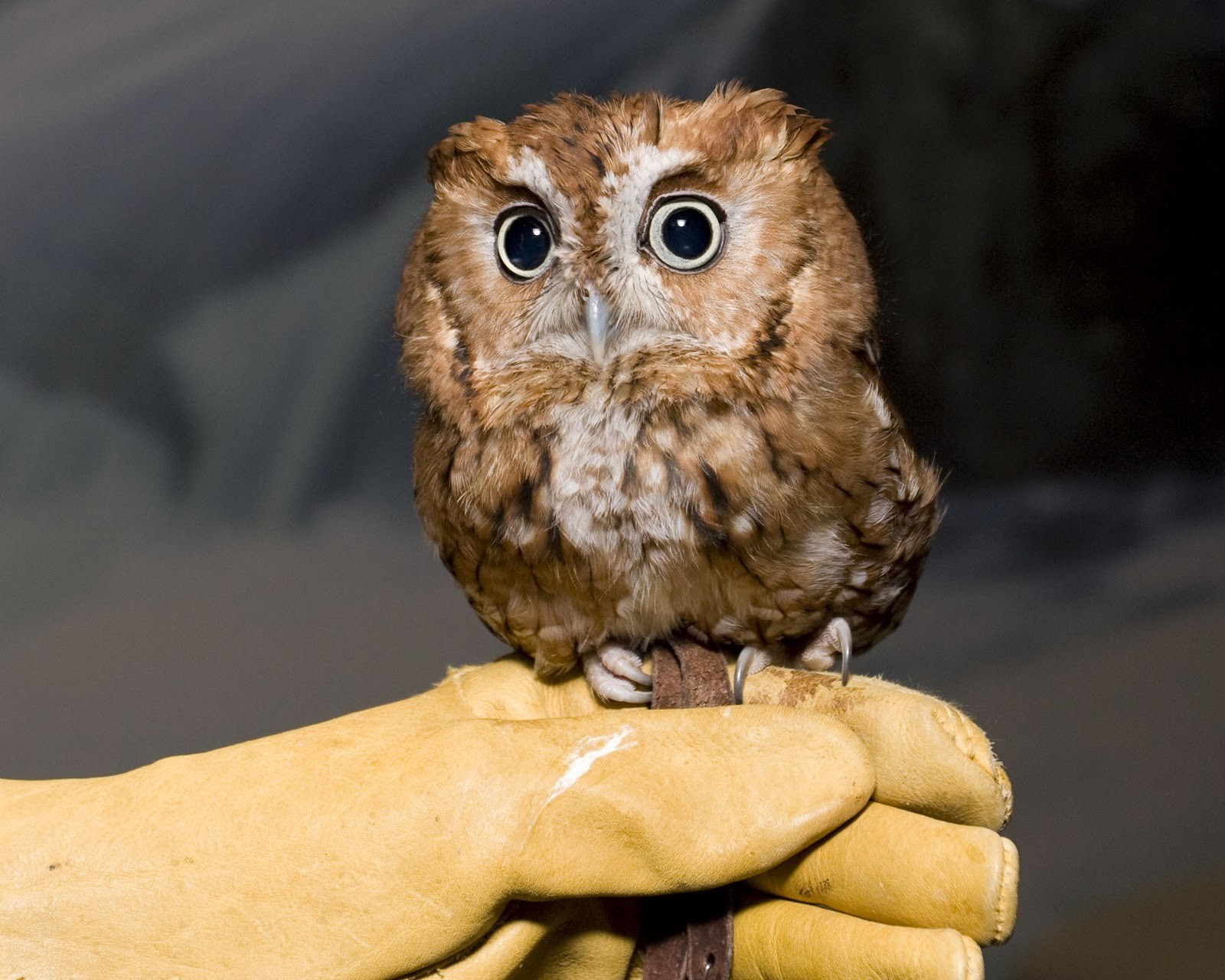 Just a little owl... - Imgur