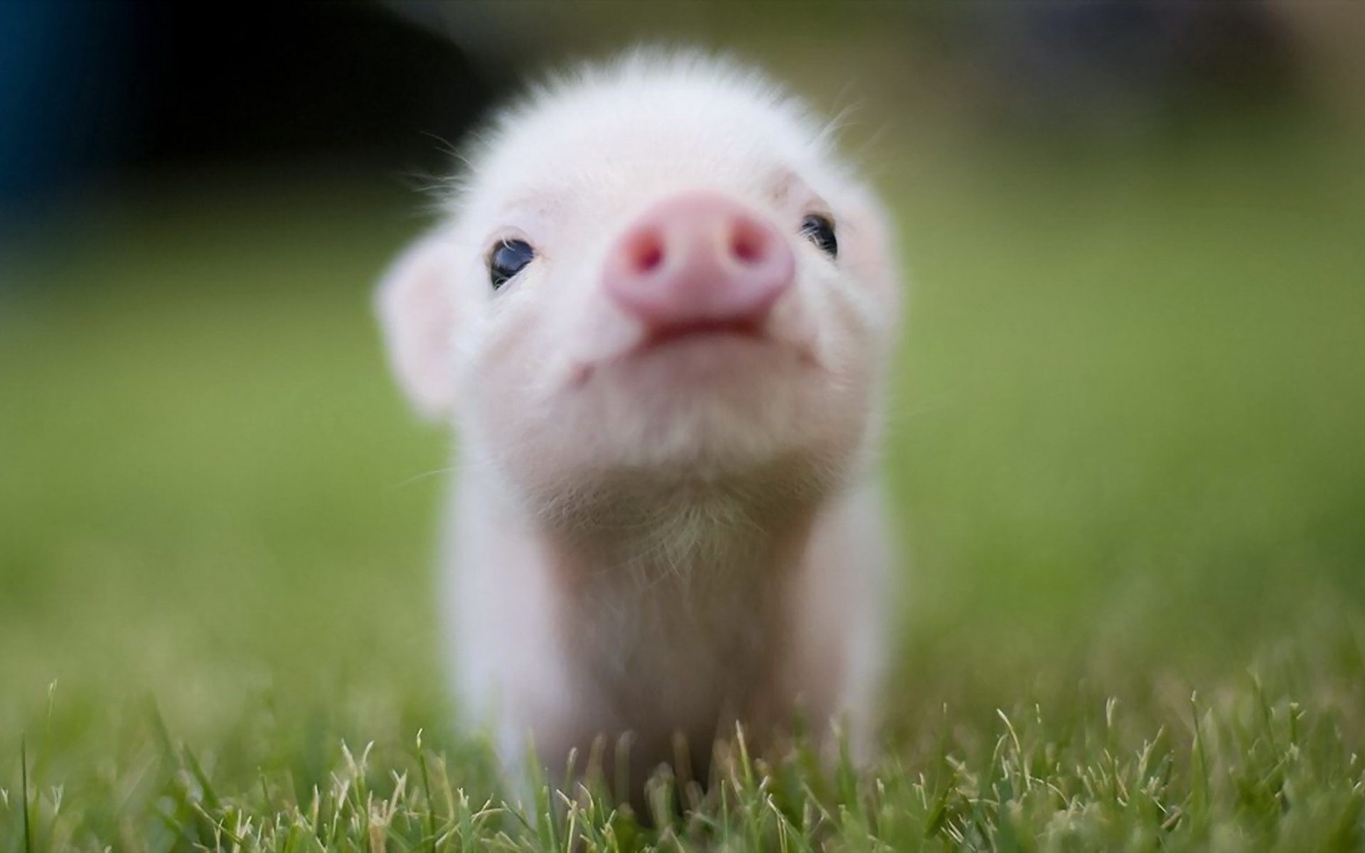 Little pig wallpapers and images - wallpapers, pictures, photos