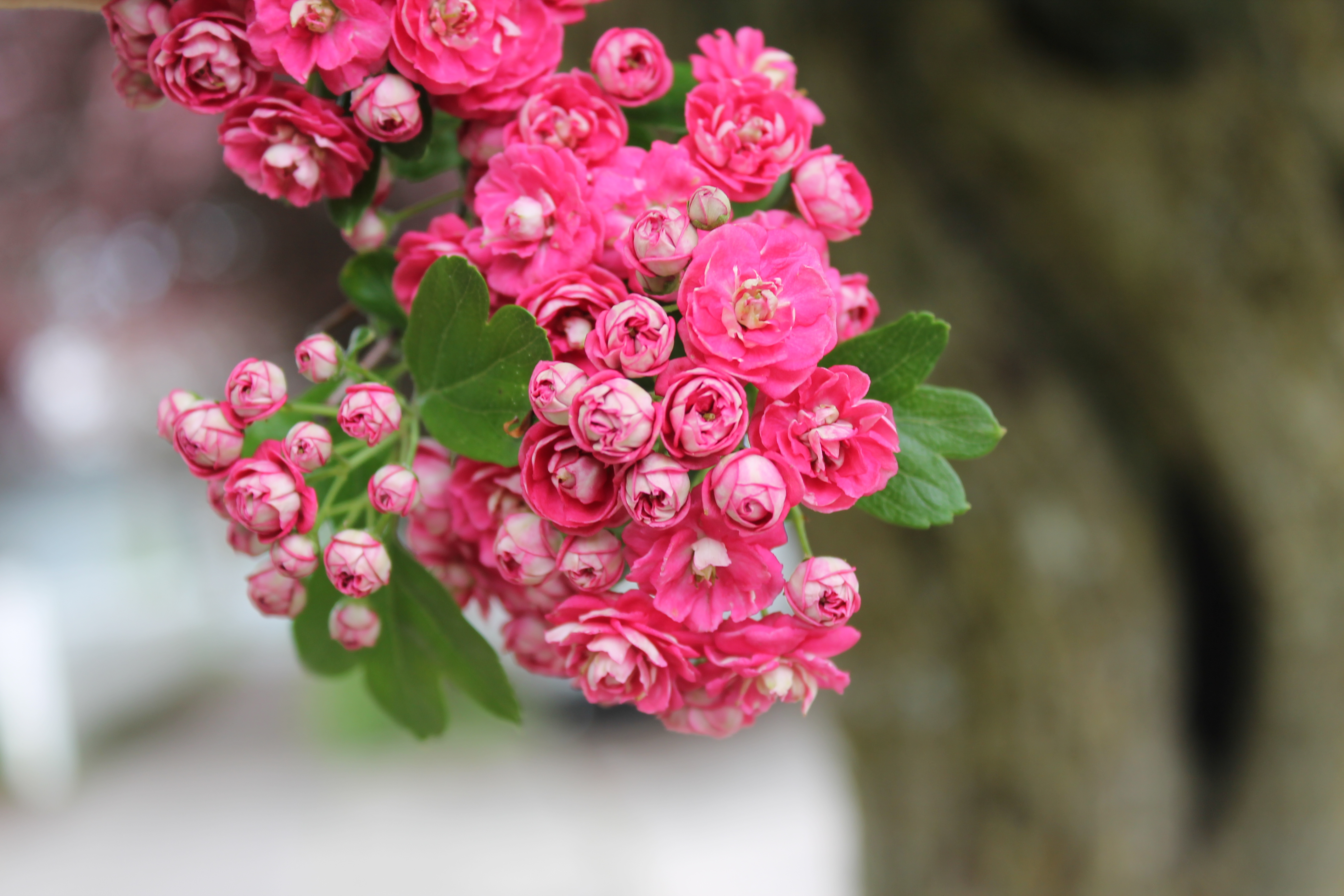 Little Pink Flowers Images - Flower Decoration Ideas