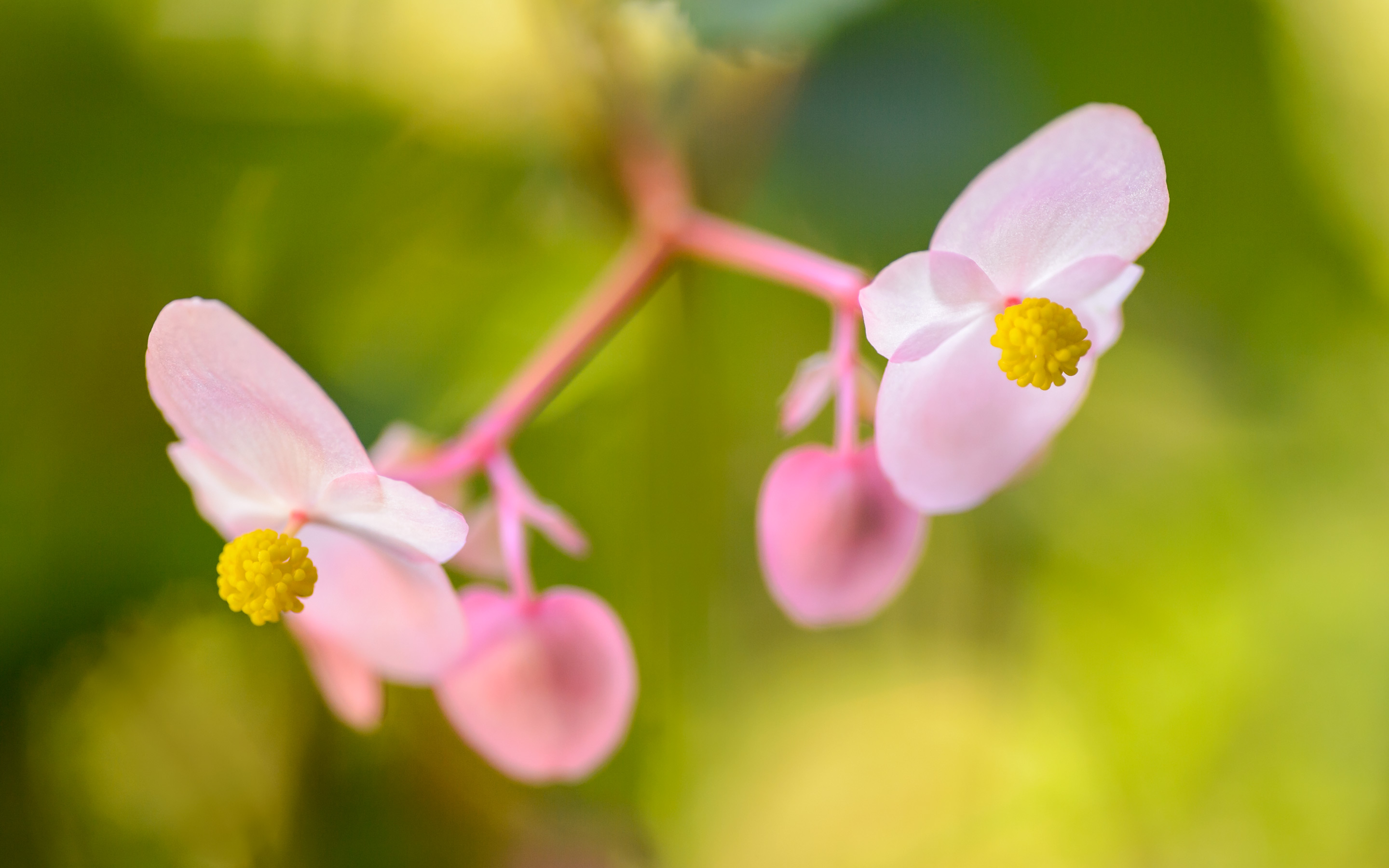 Jeffrey Friedl's Blog » Pretty Little Pink Flowers