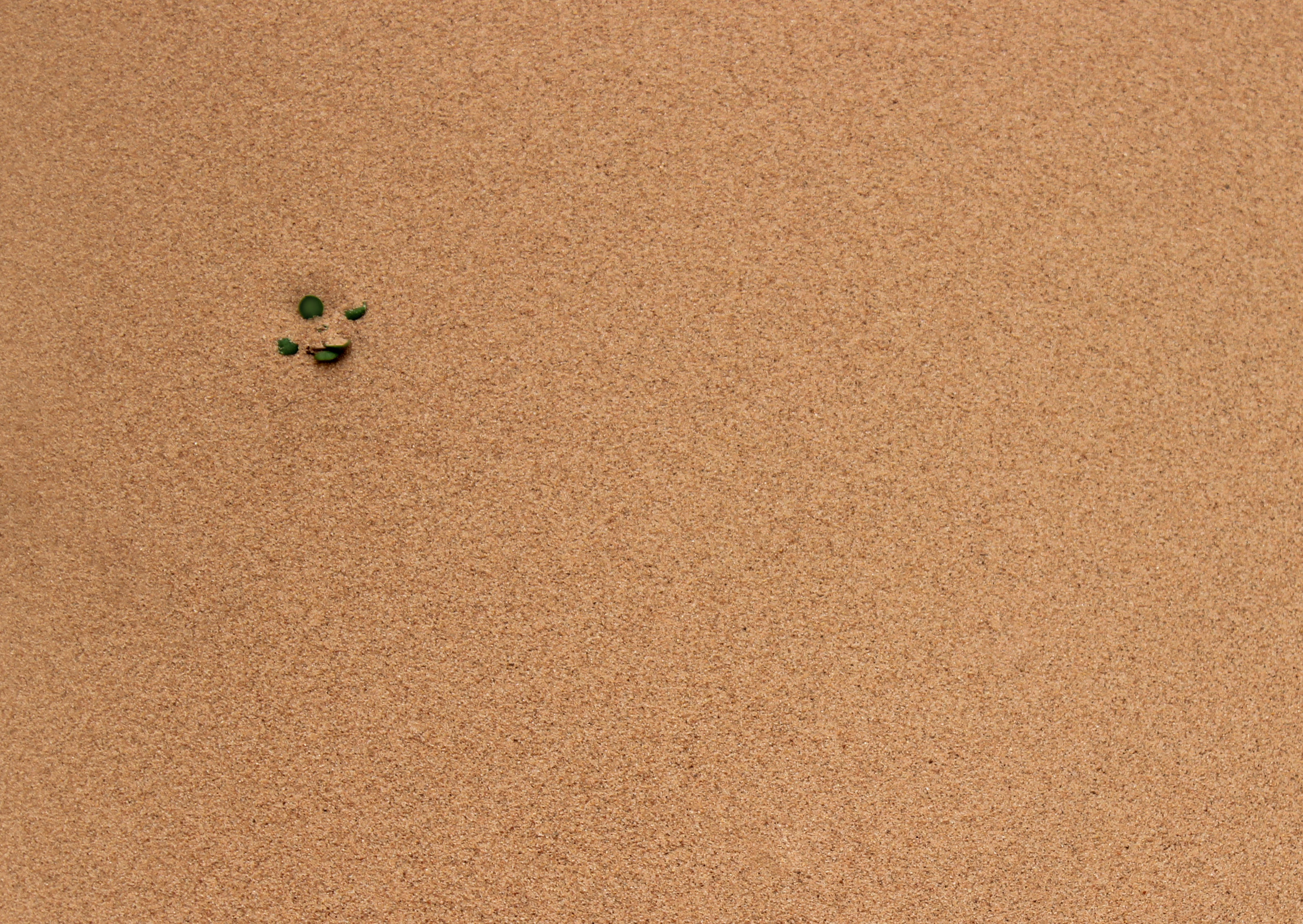 Little plant growing on sand - background photo