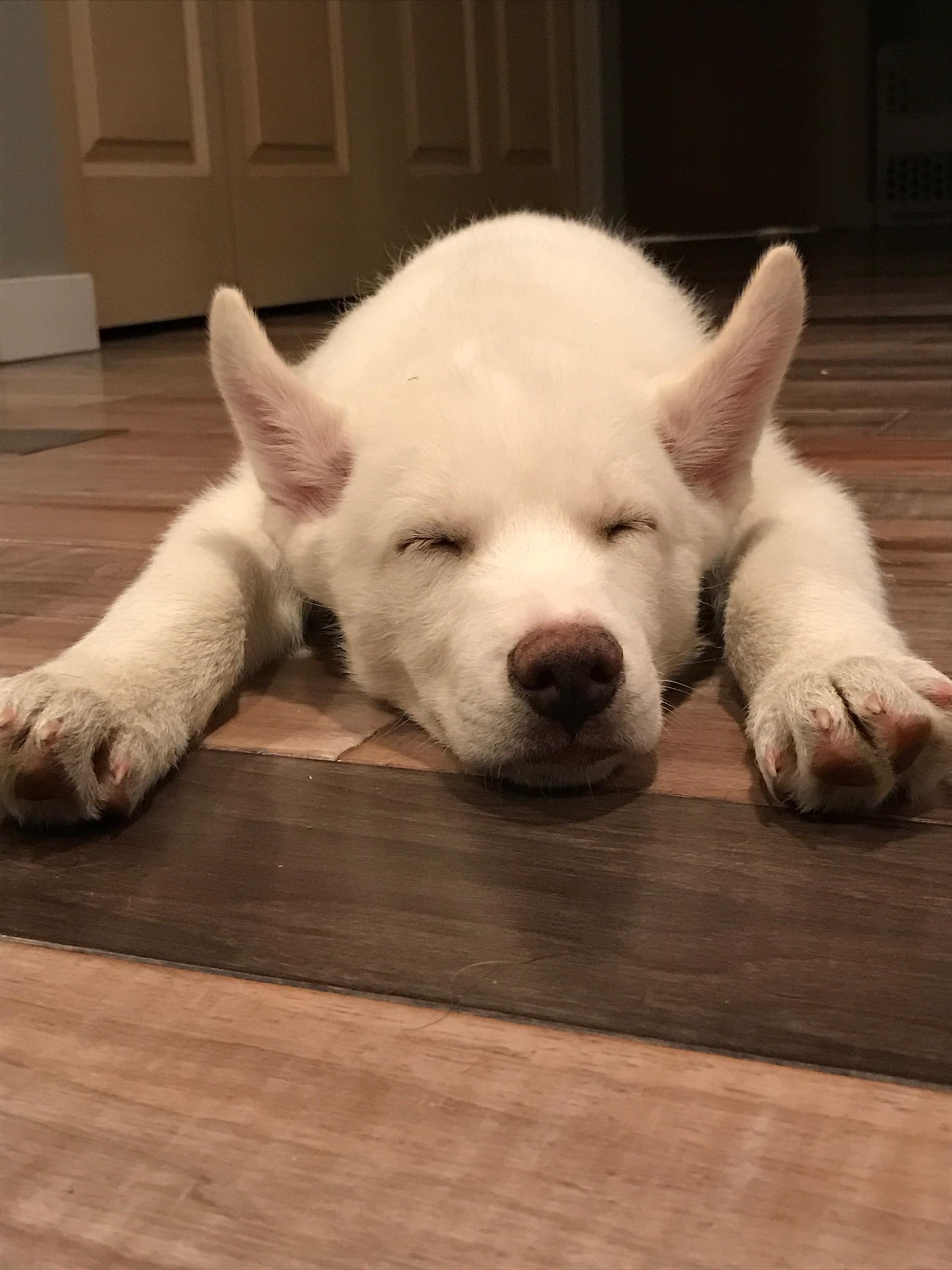 One tired little pup : Eyebleach