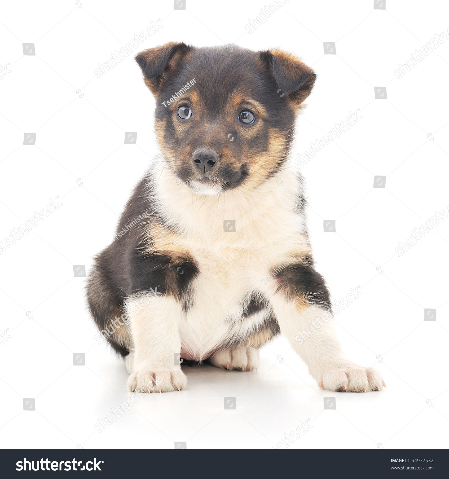 Little Pup Isolated On White Background Stock Photo 94977532 ...