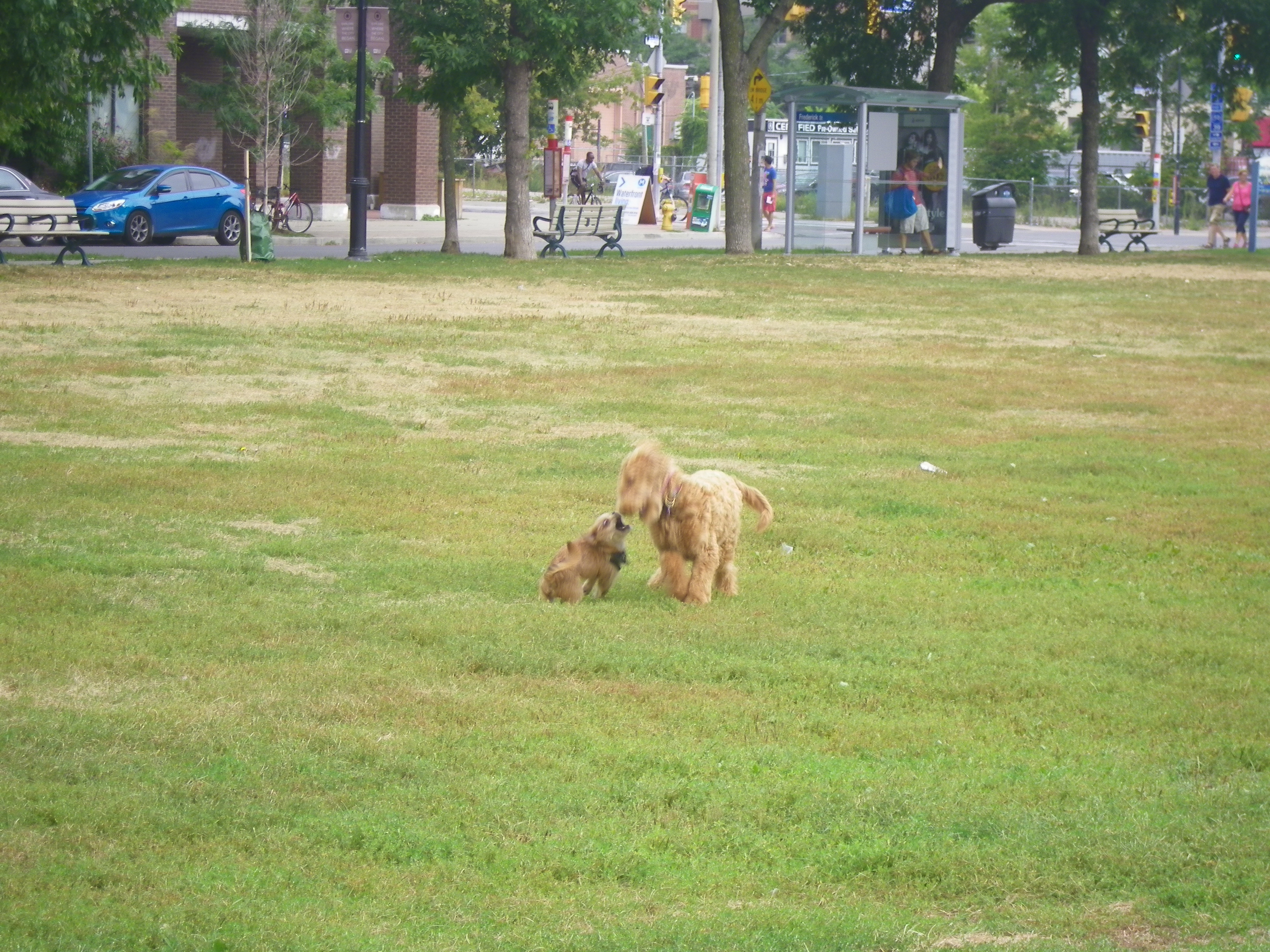 Little pup doggedly pursues a much bigger chum, 2014 09 01 (6) photo