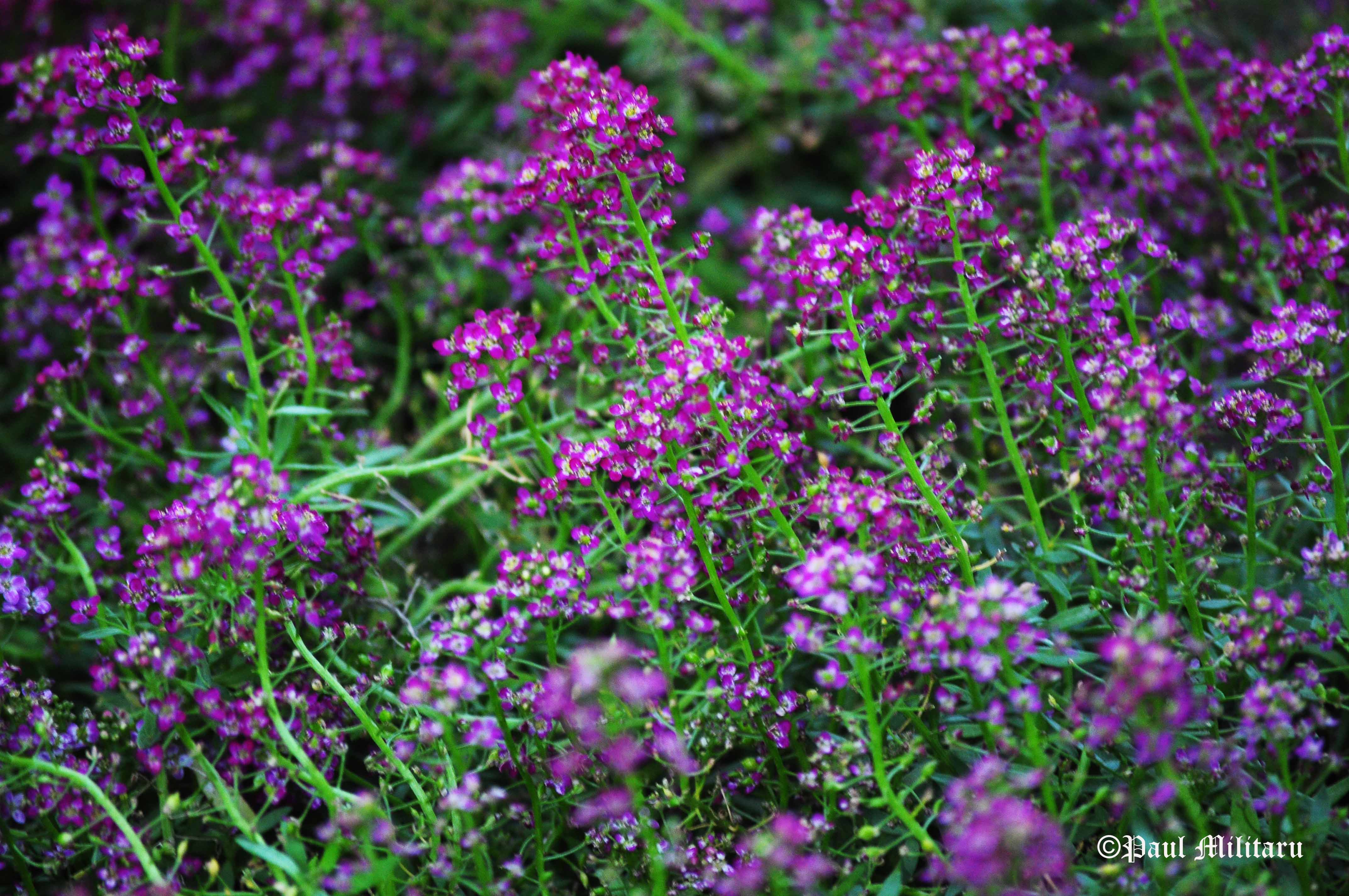 little purple flowers | Paul Militaru