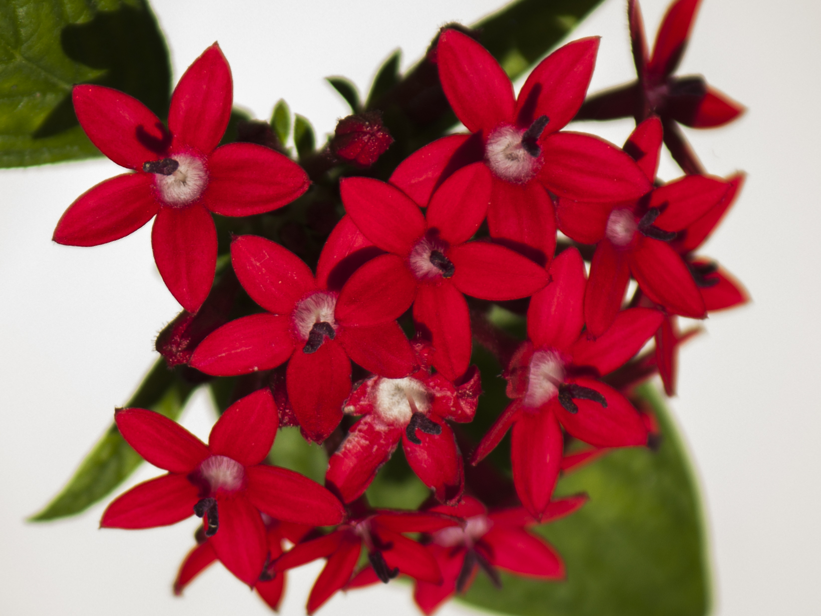little red flowers | robynreneephotography
