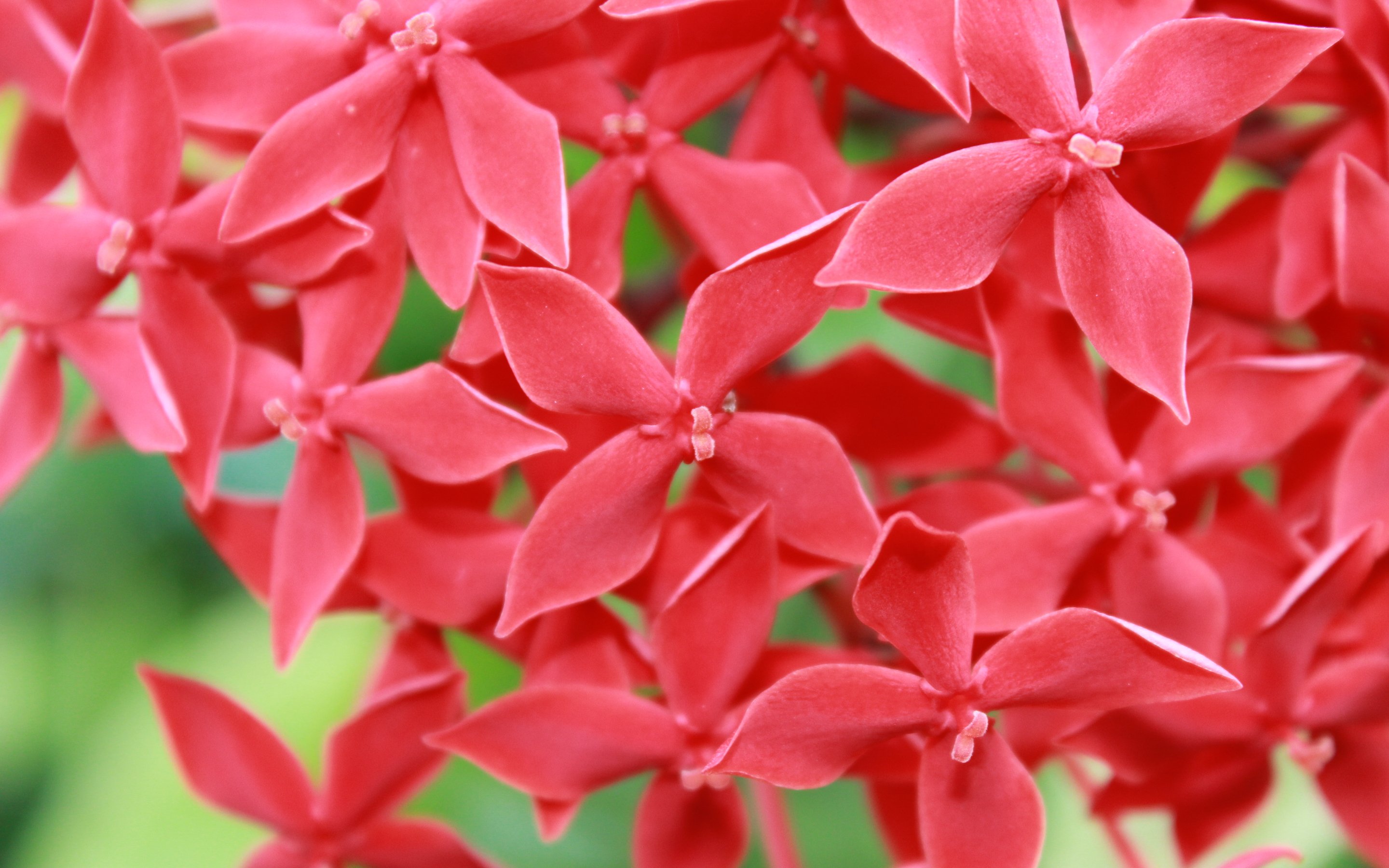 Small Red Flowers - WallDevil