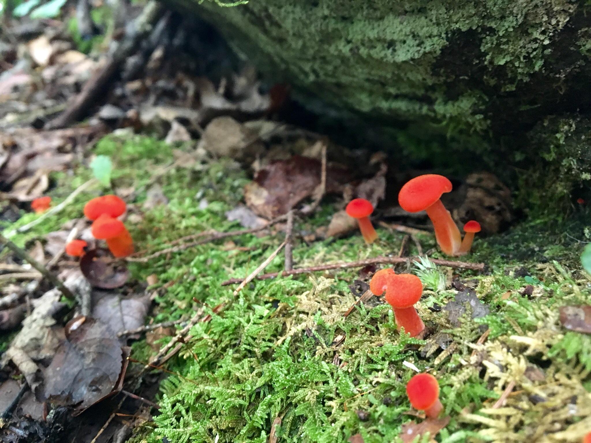Little red mushrooms off the Blue Ridge Parkway NC – Sufficient Living