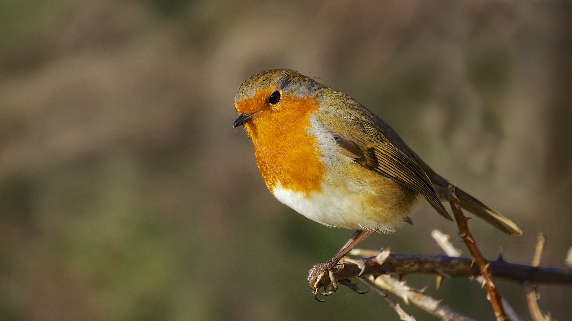 File:A bright little robin! (8420315404).jpg - Wikimedia Commons