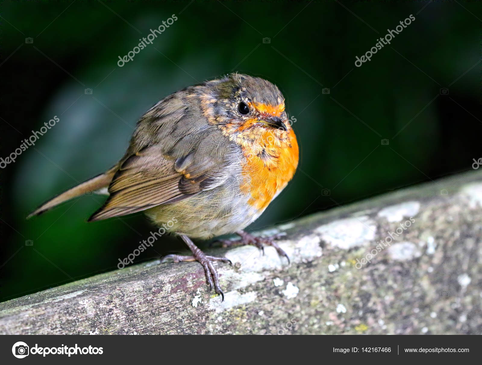 Little Robin Redbreast on a perch — Stock Photo © UniquePhotoArts ...