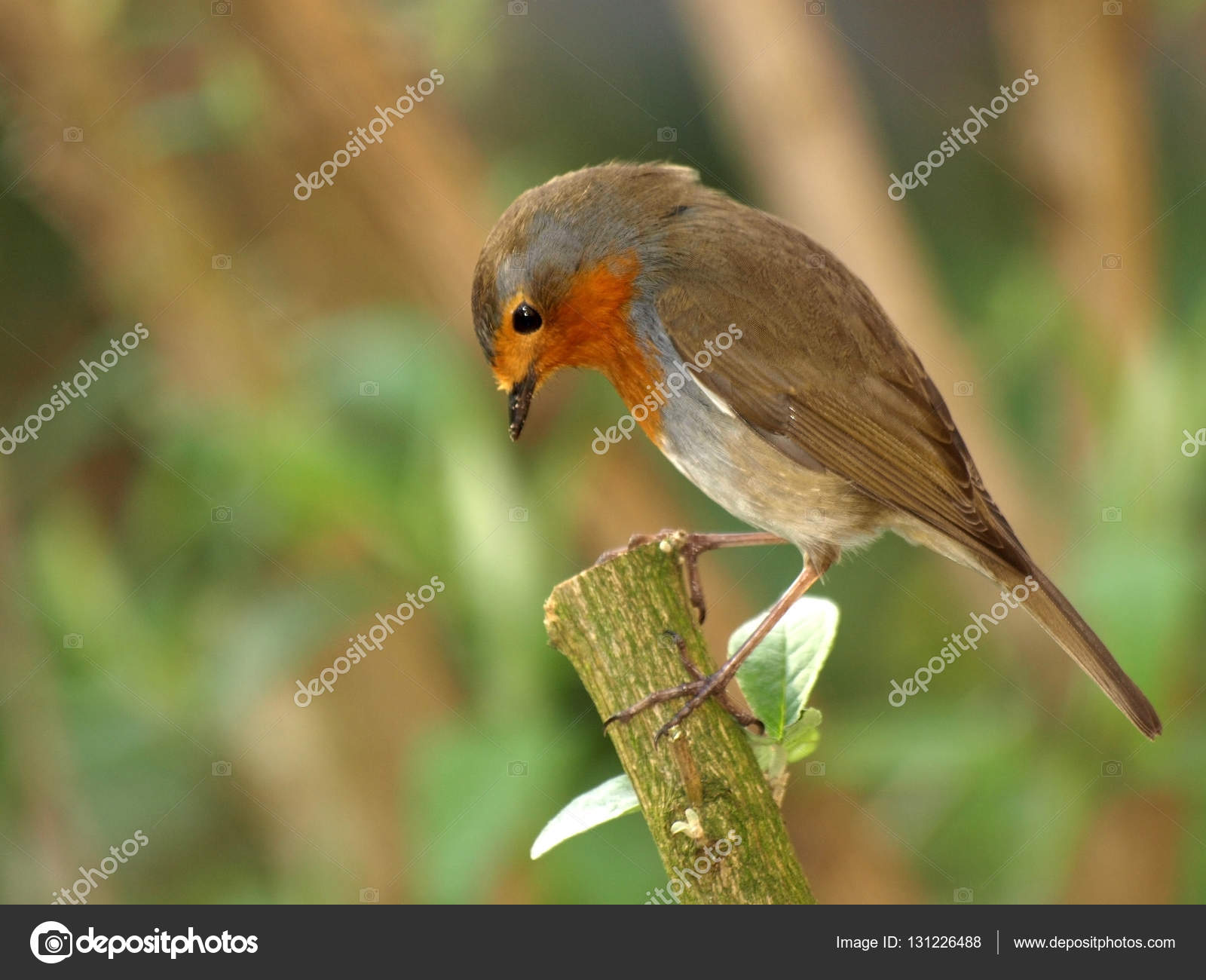 little robin bird — Stock Photo © EBFoto #131226488