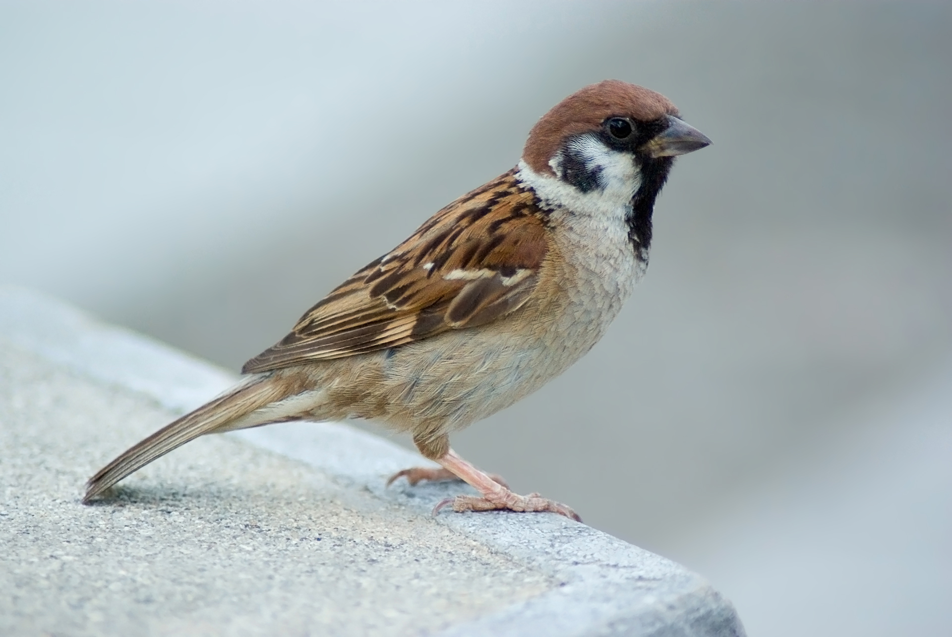 My Perfume Diaries: Two Sparrows - BPAL: The Little Sparrow and ...